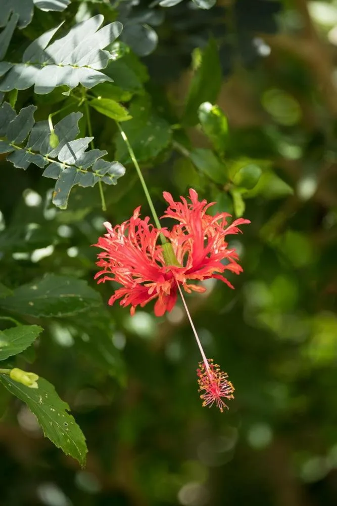 Volivoli Beach Resort