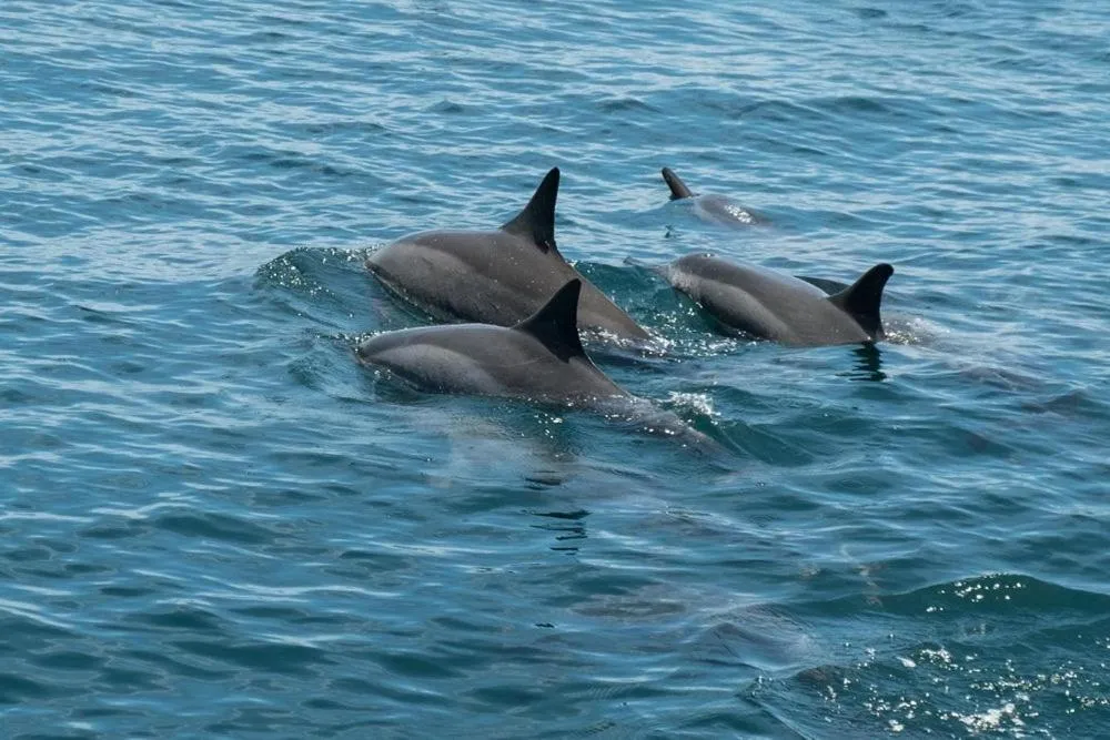 Sports in Volivoli Beach Resort