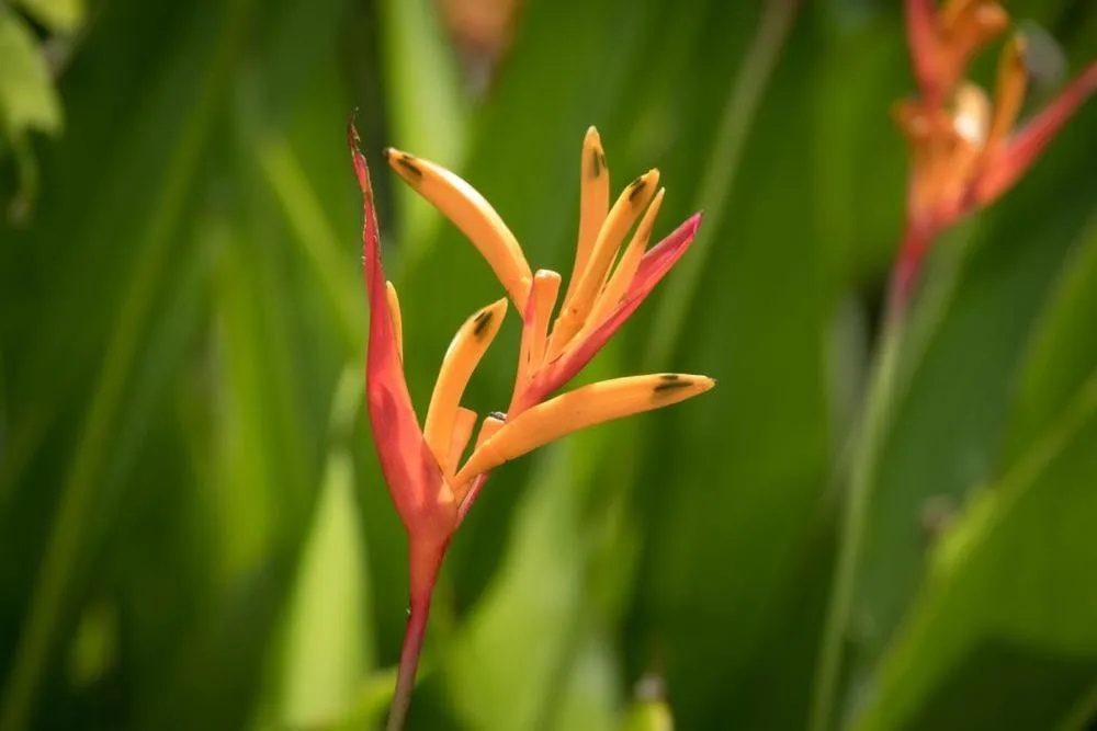 Volivoli Beach Resort