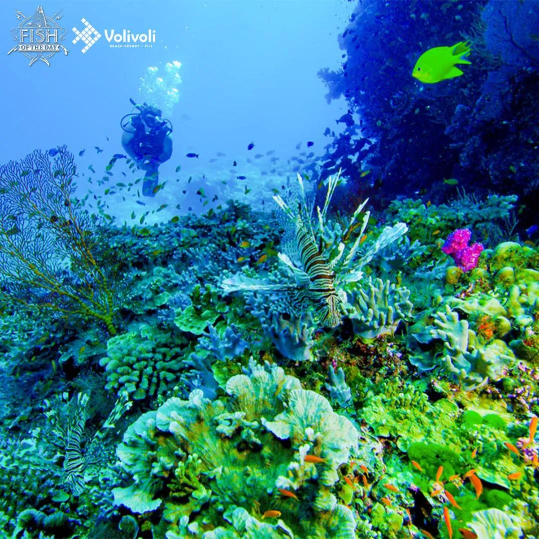 Diving in Volivoli Beach Resort