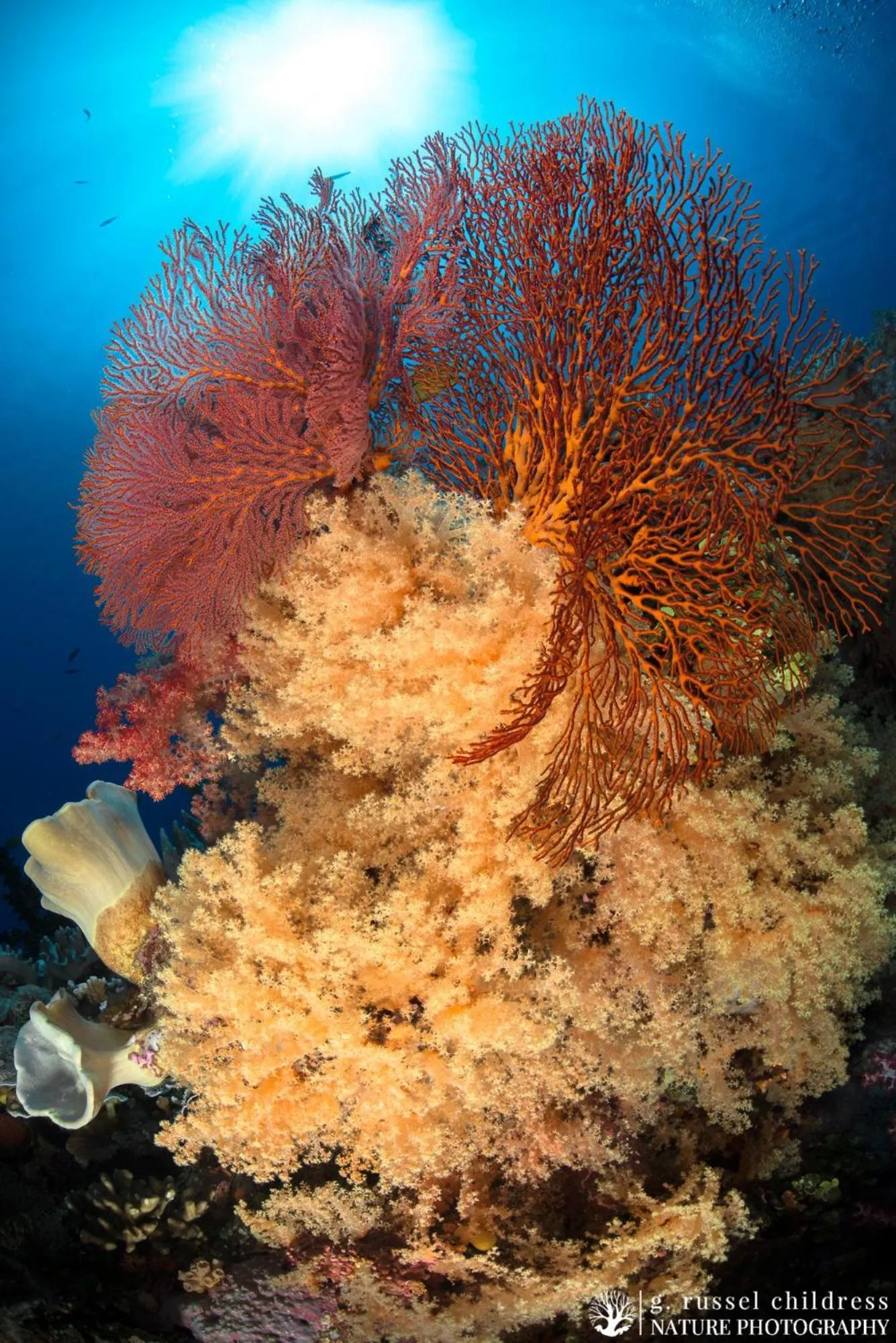 Snorkeling in Volivoli Beach Resort