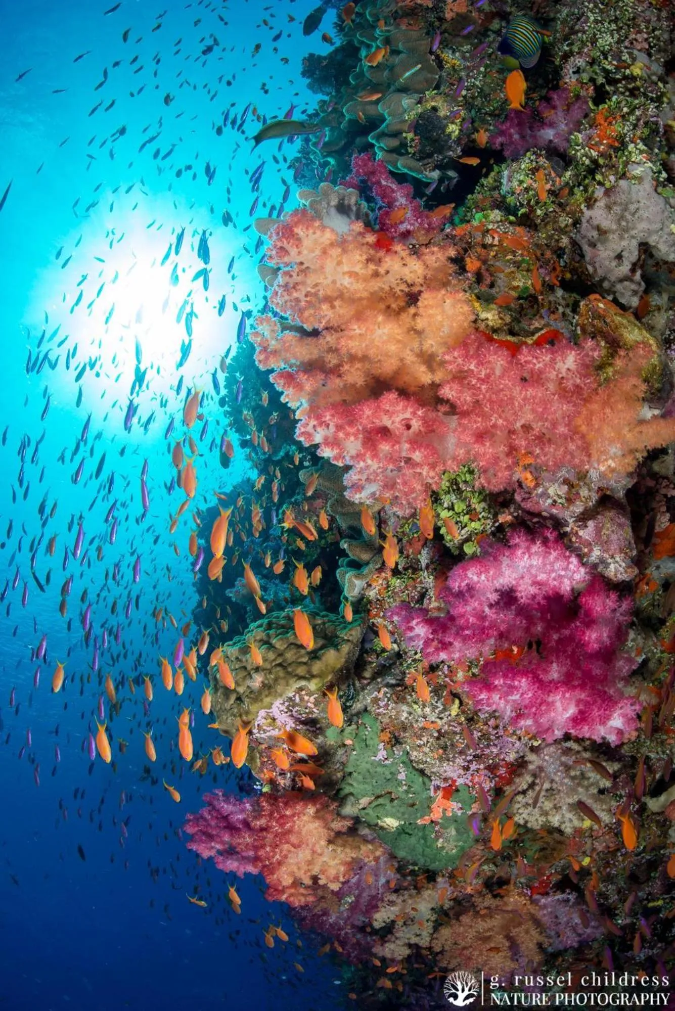Snorkeling in Volivoli Beach Resort