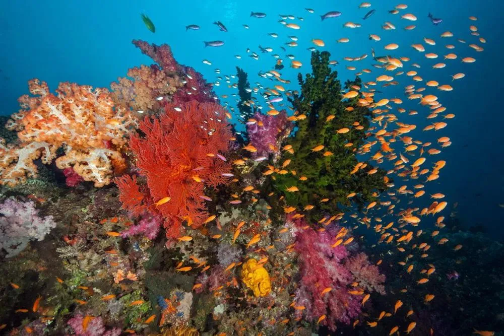 Diving in Volivoli Beach Resort