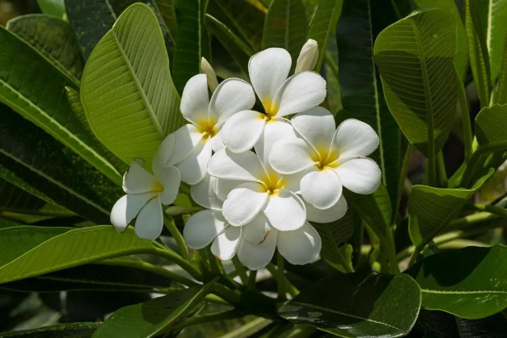 Volivoli Beach Resort