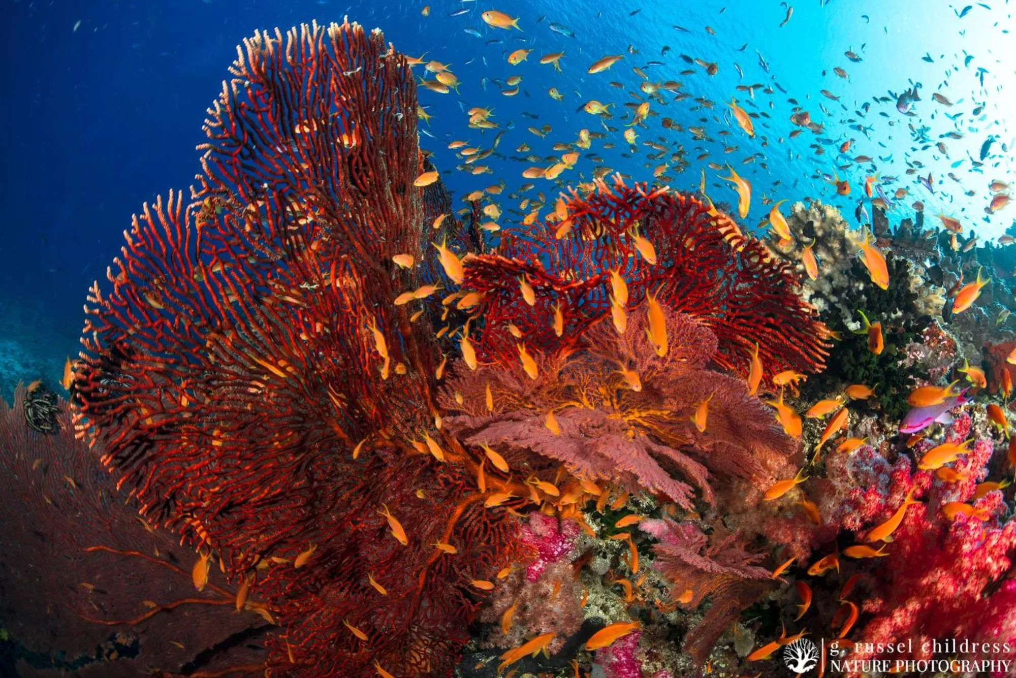 Snorkeling in Volivoli Beach Resort