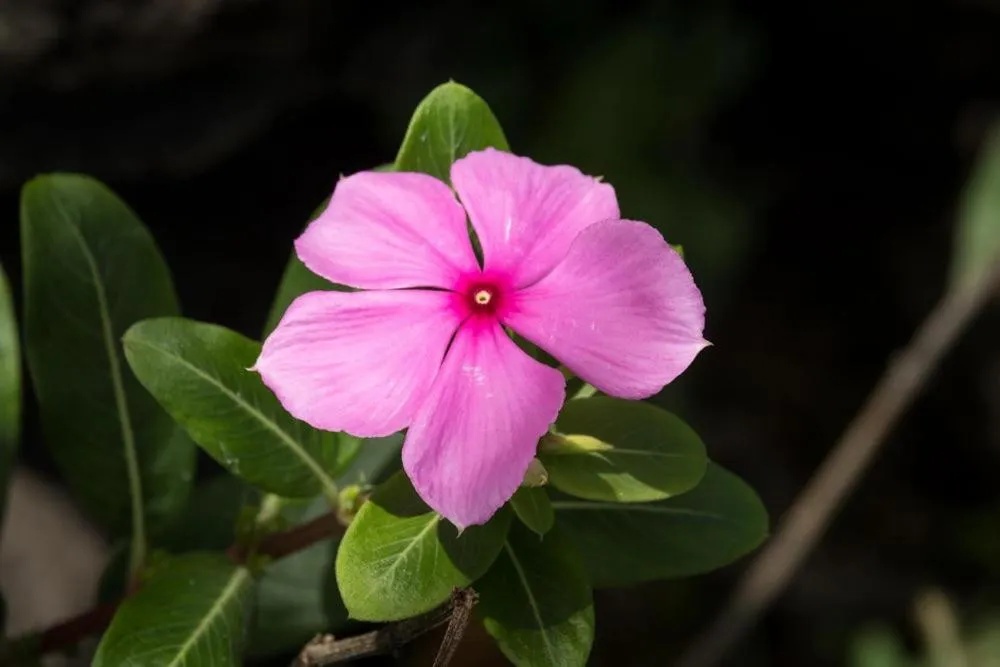 Volivoli Beach Resort