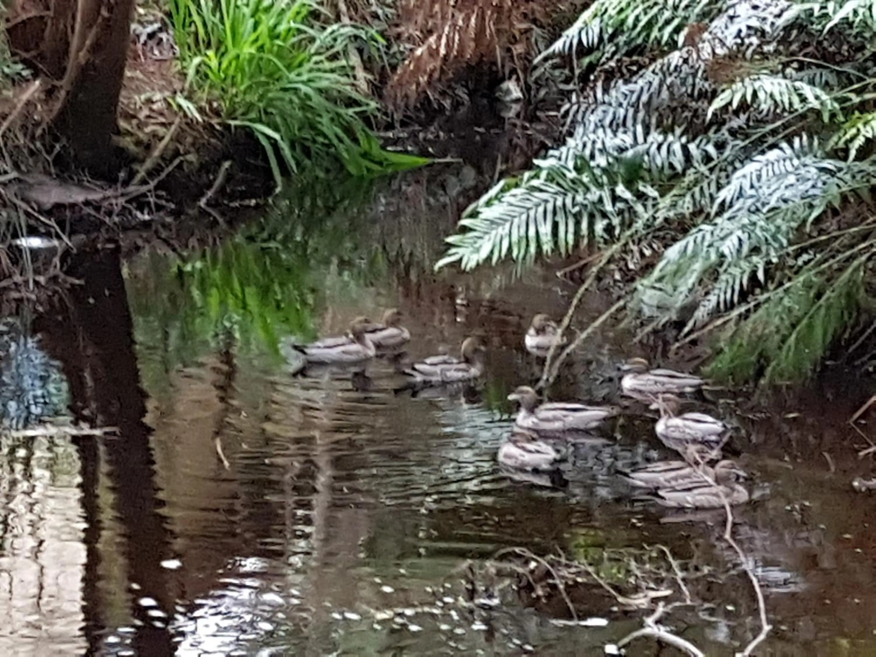 Garden in Strahan Retreat Holiday Park