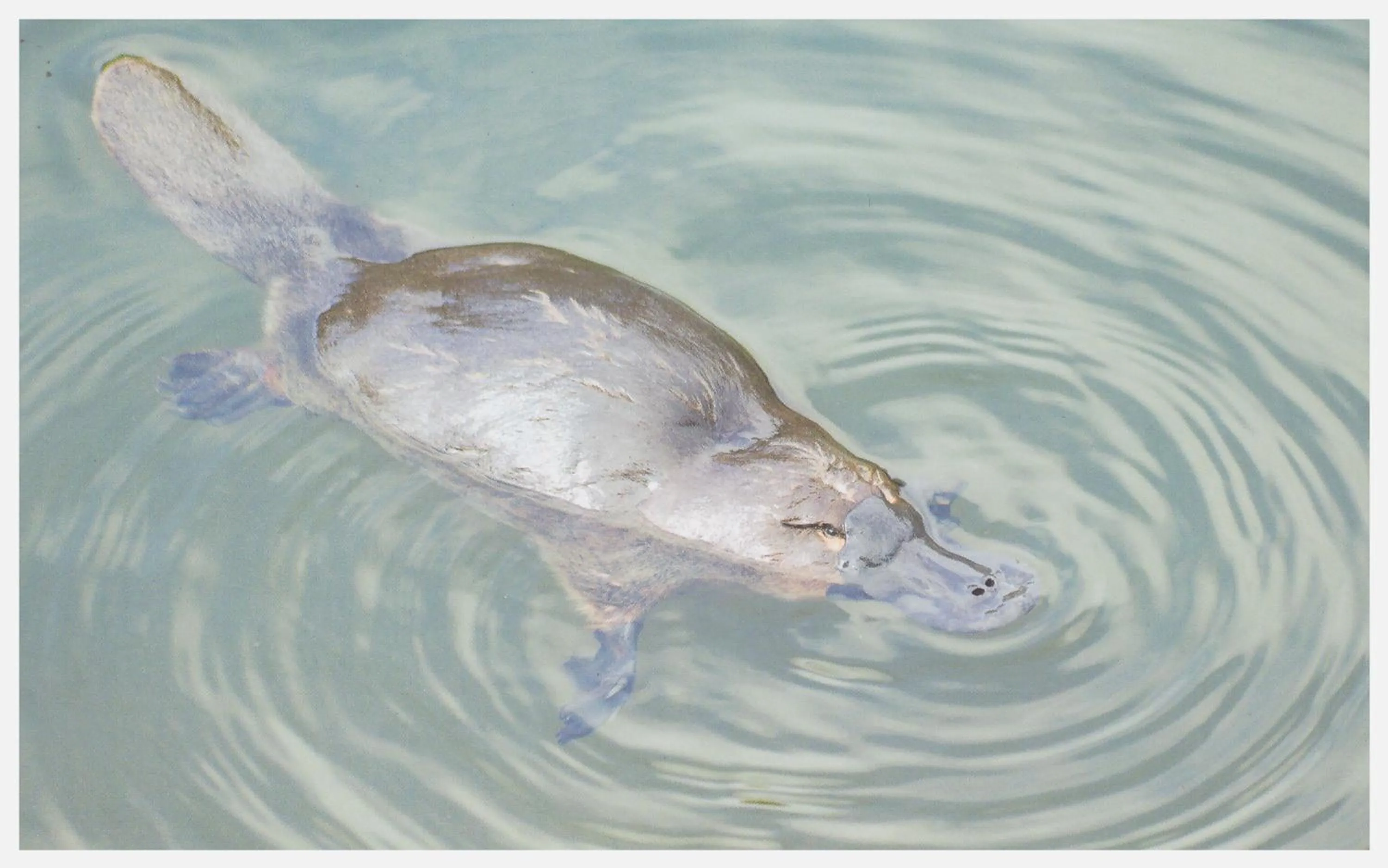 Day in Strahan Retreat Holiday Park