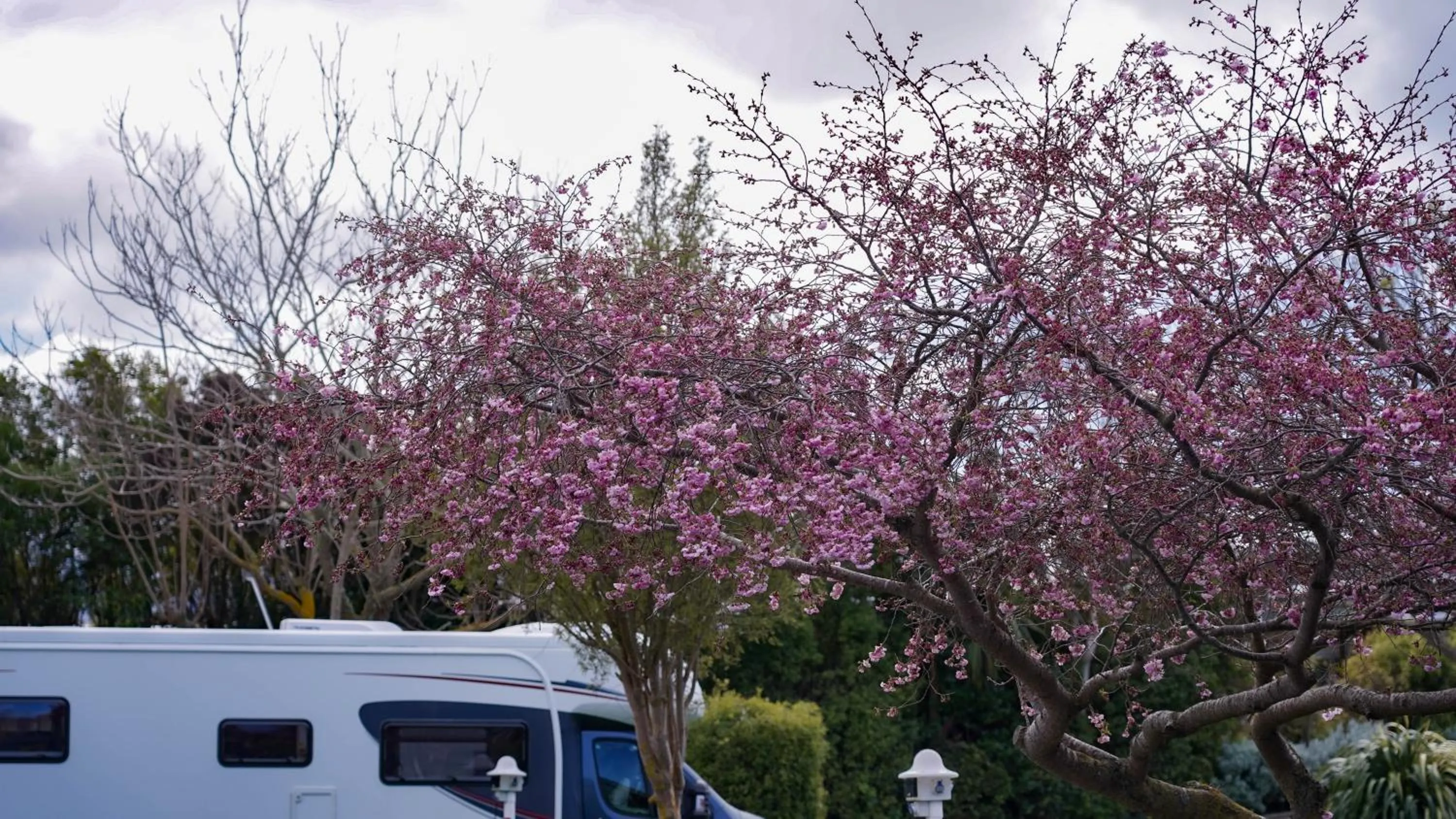 Spring in Alpine-Pacific Holiday Park