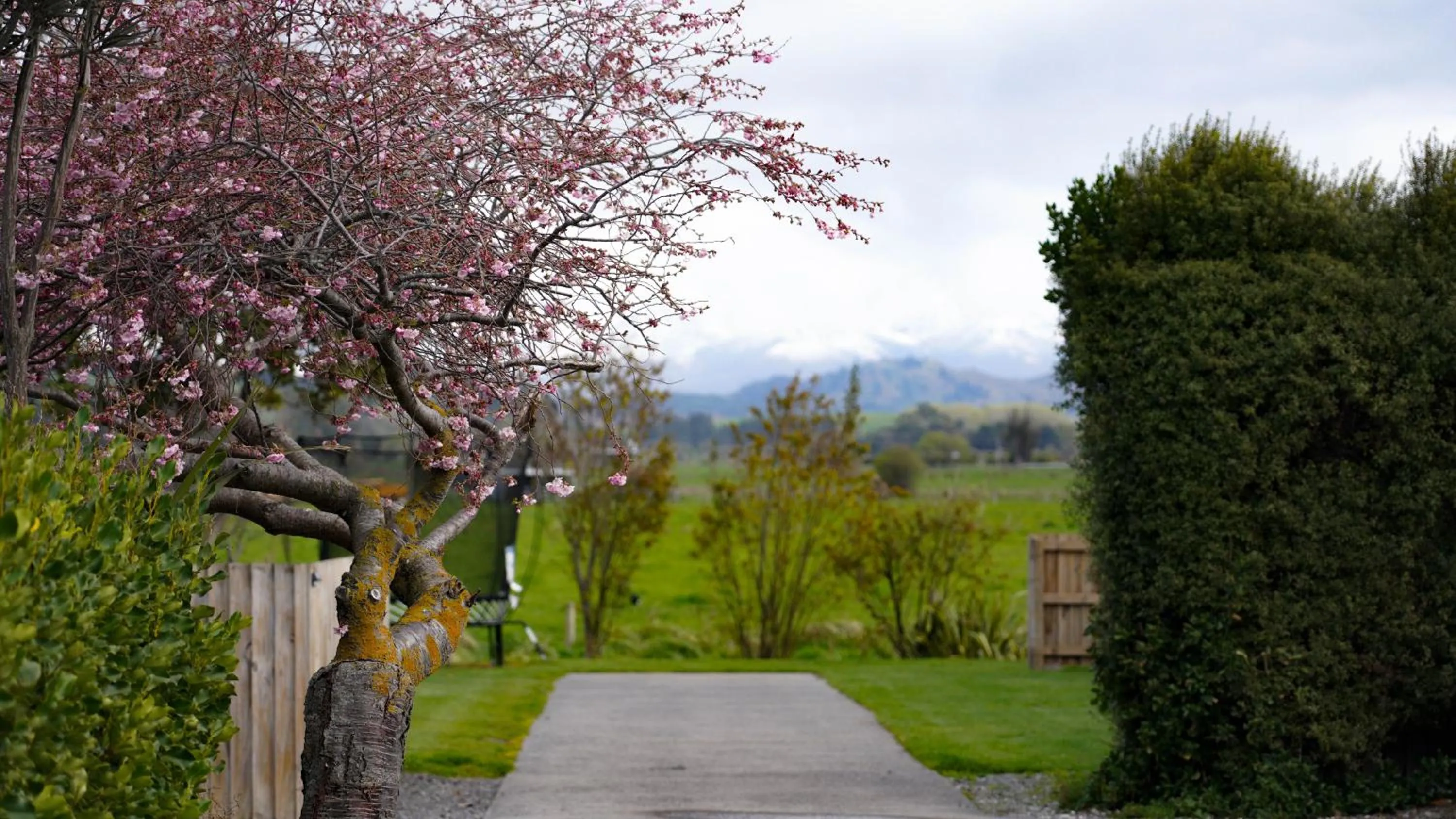 Spring in Alpine-Pacific Holiday Park