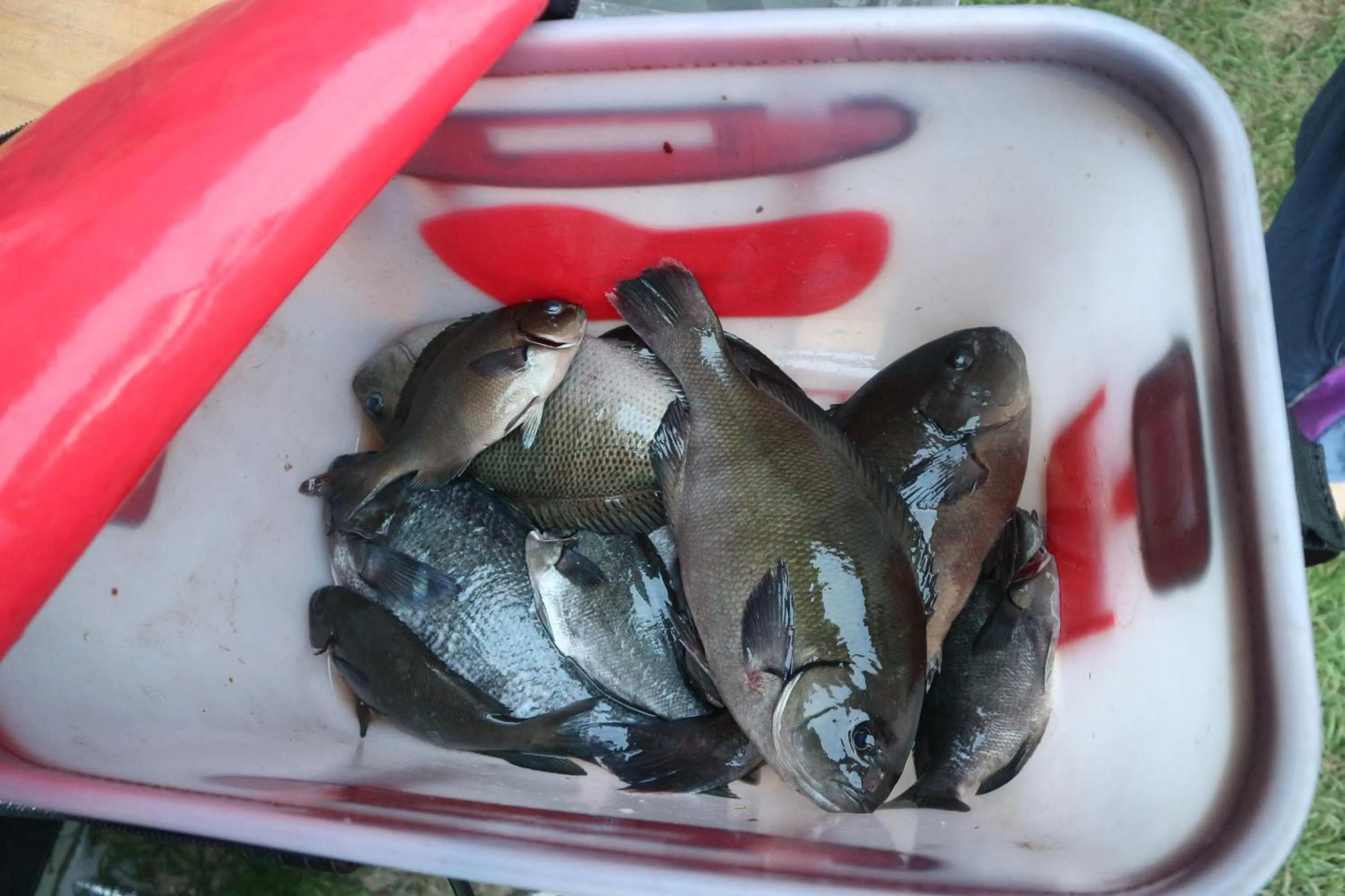 Blue Island Guesthouse