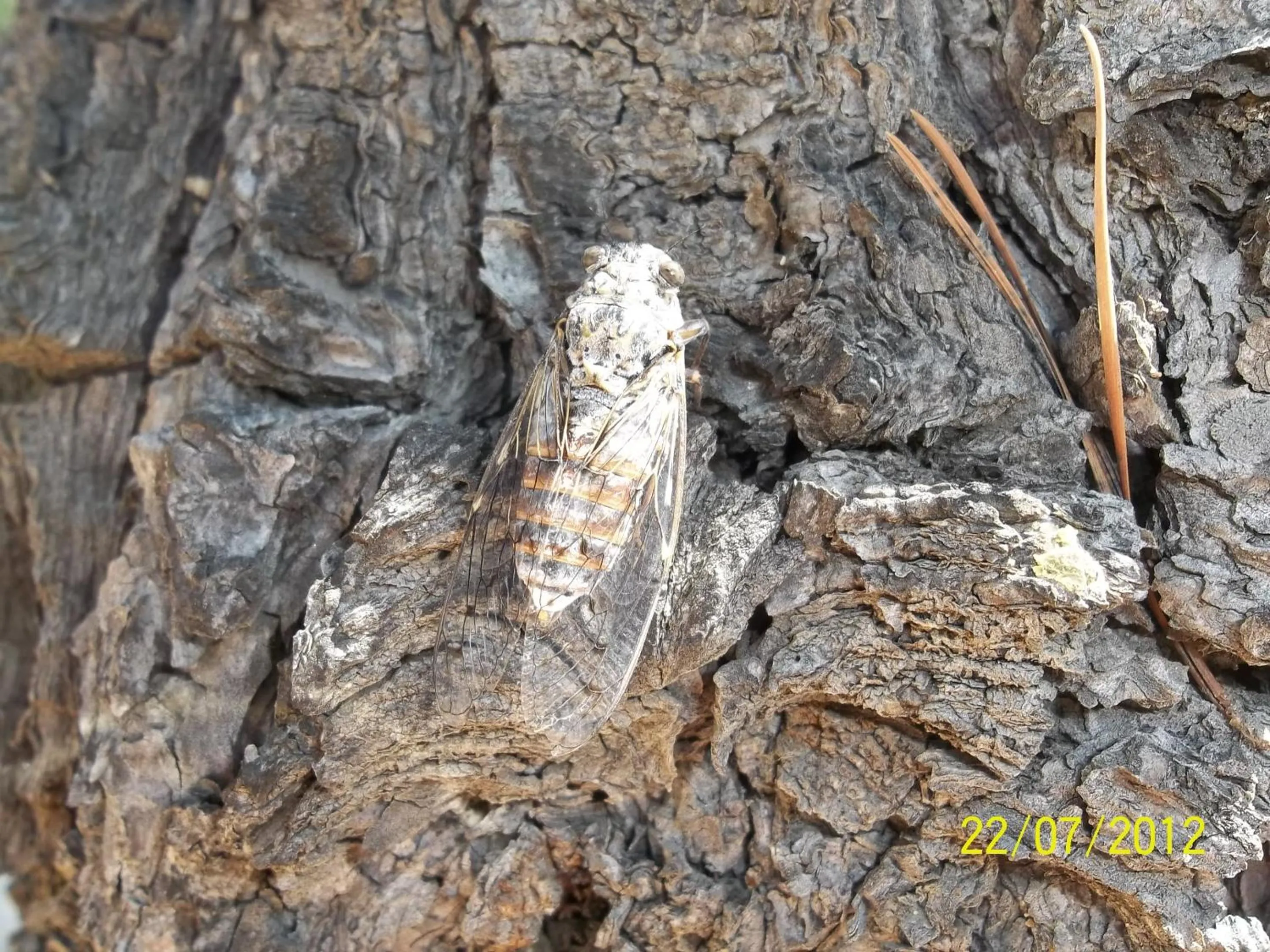 Garden in Hôtel Le Clos des Pins