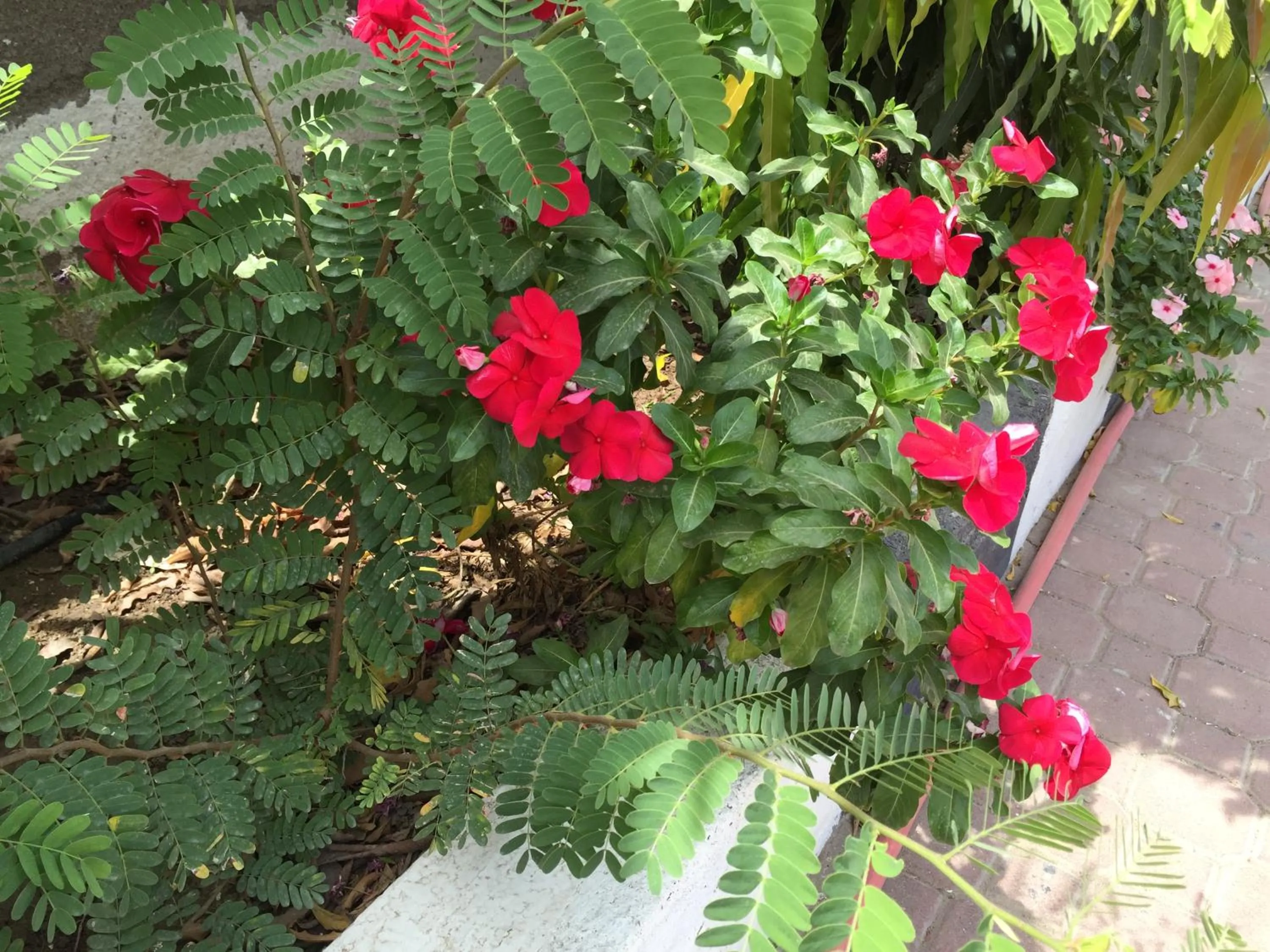 Hotel Al Madinah Holiday