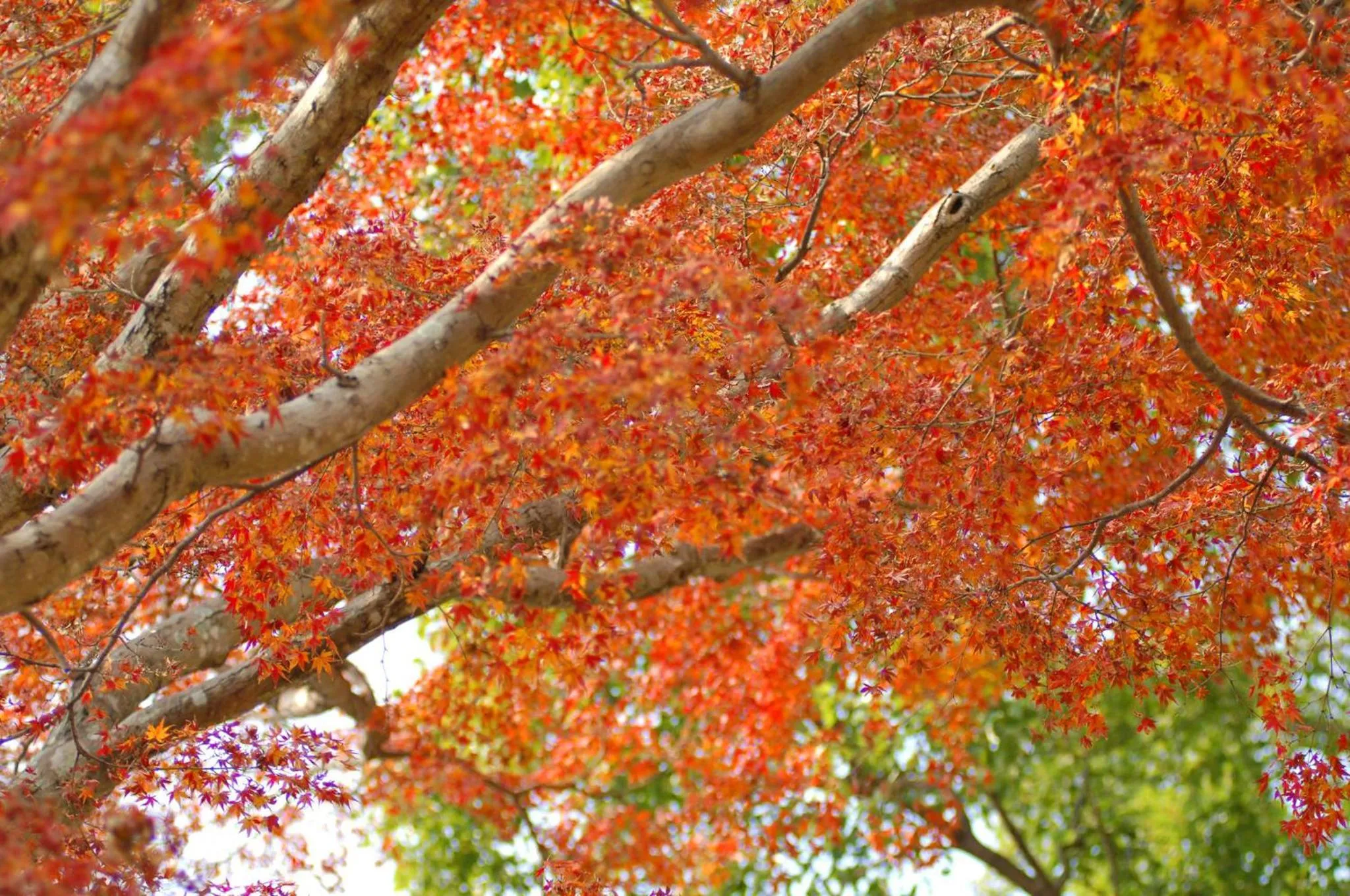 Natural landscape in Sagayamato Onsen Hotel Amandi