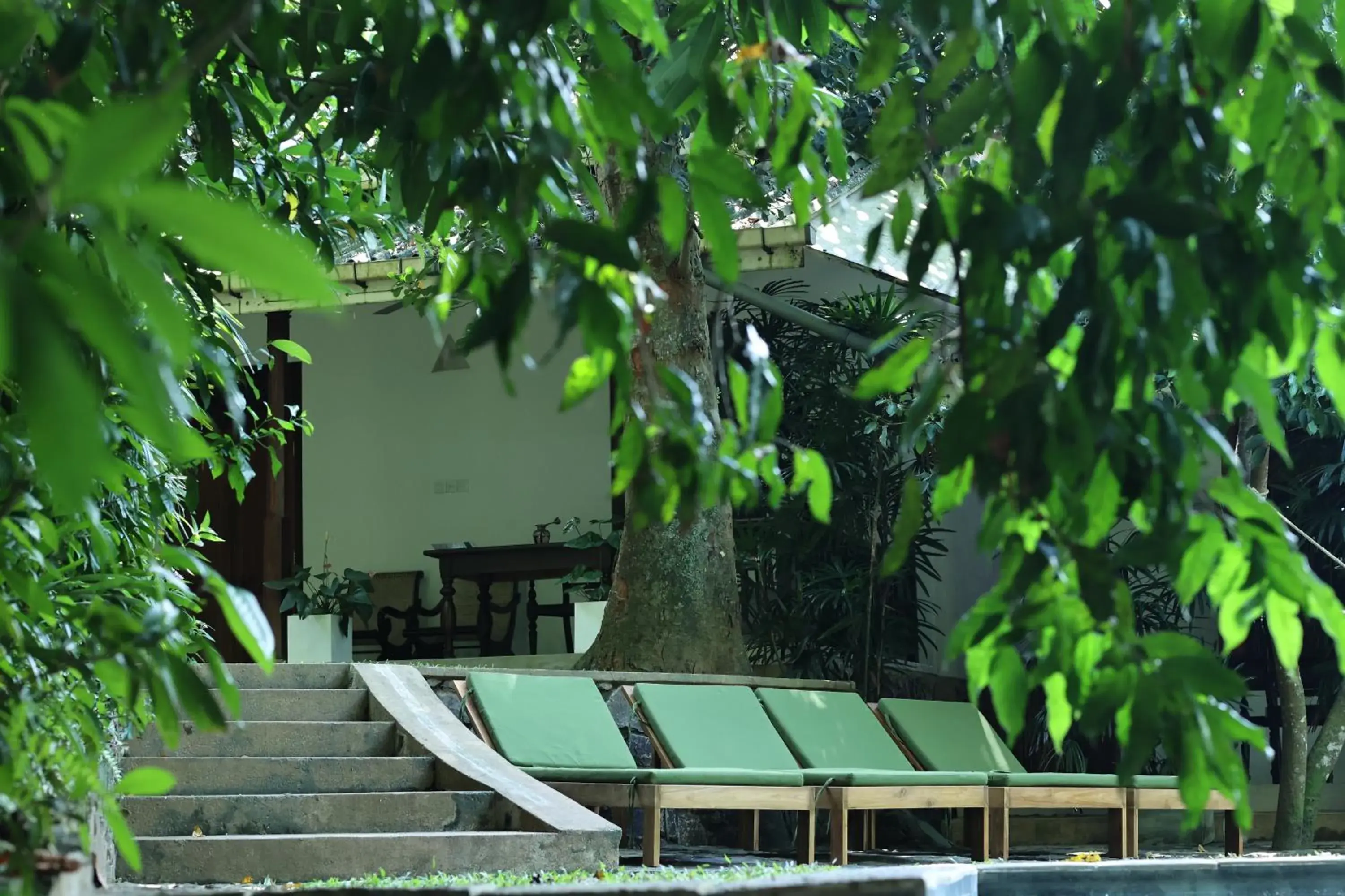 sunbed in Ceylon Olive Galle sunbed in Ceylon Olive Galle