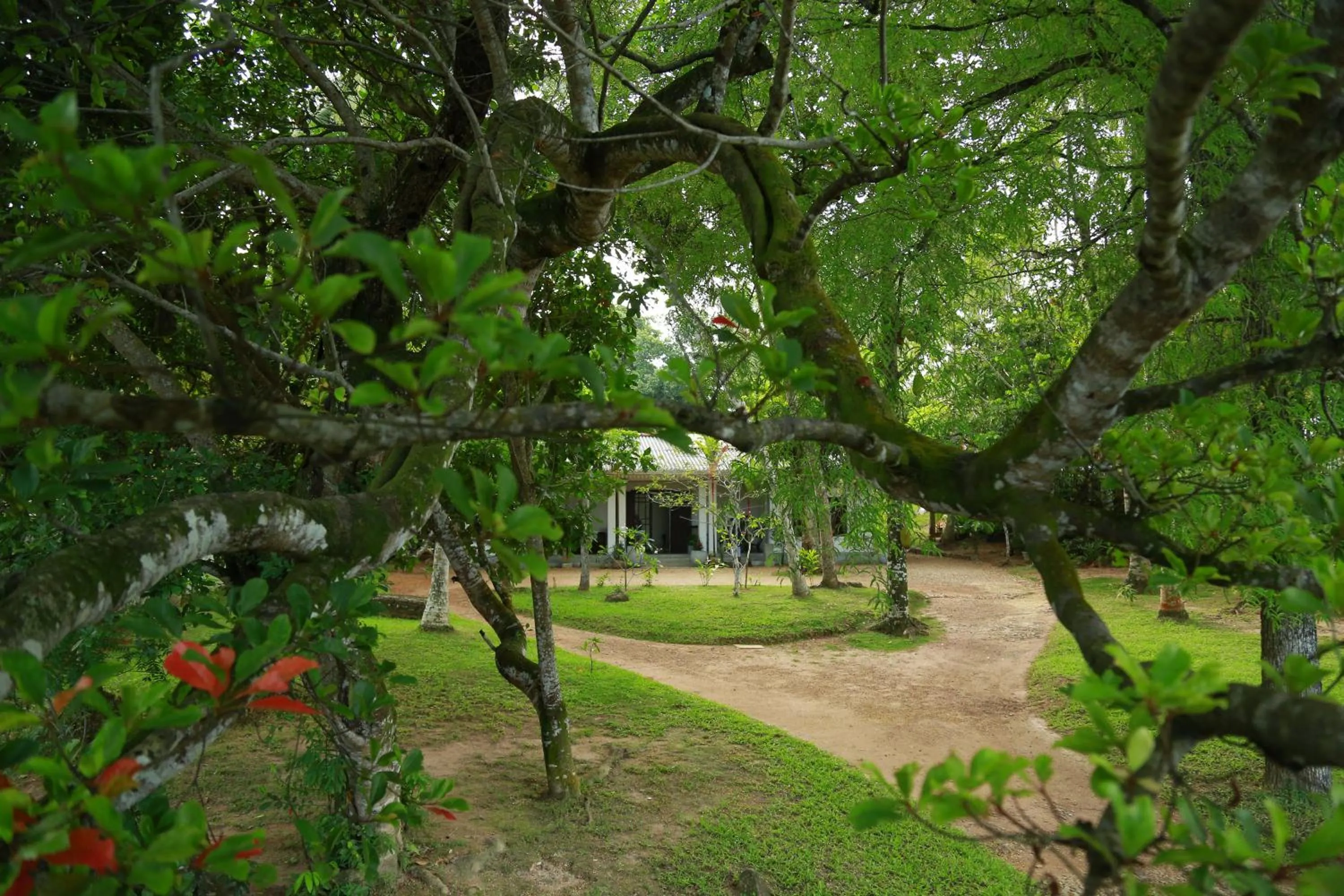 Garden in Ceylon Olive Galle