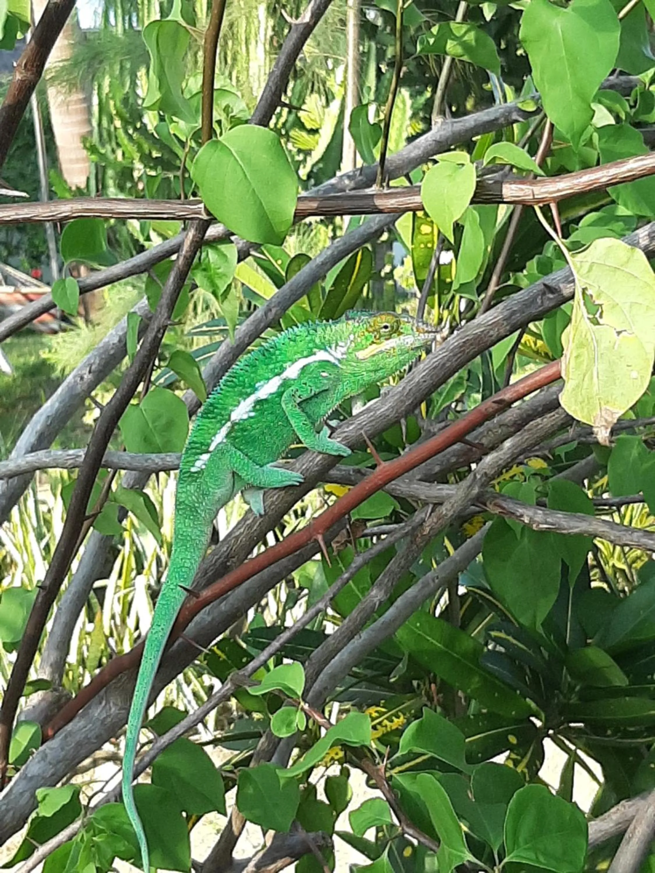 Animals in Le Moya Beach
