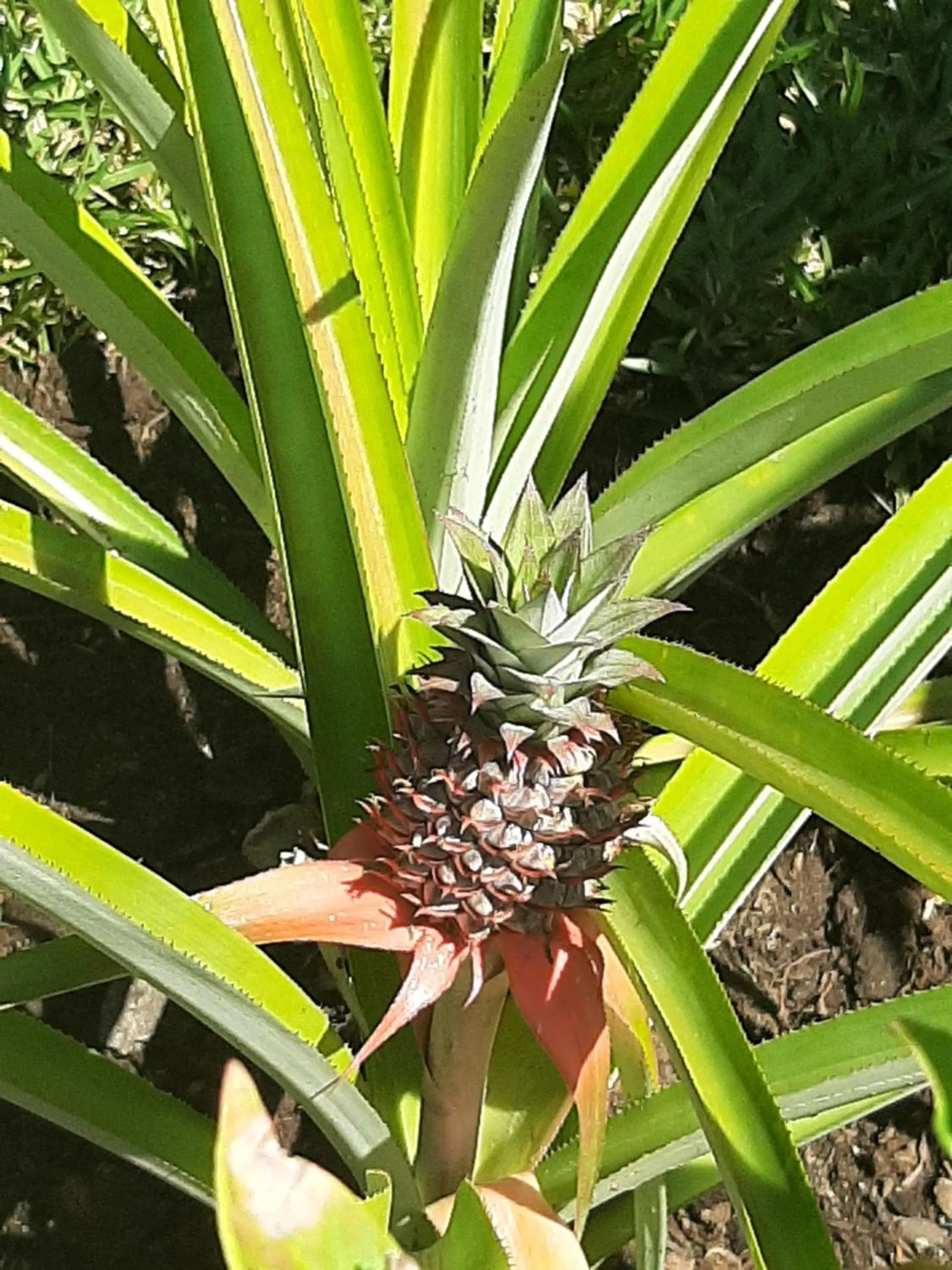 Garden in Le Moya Beach