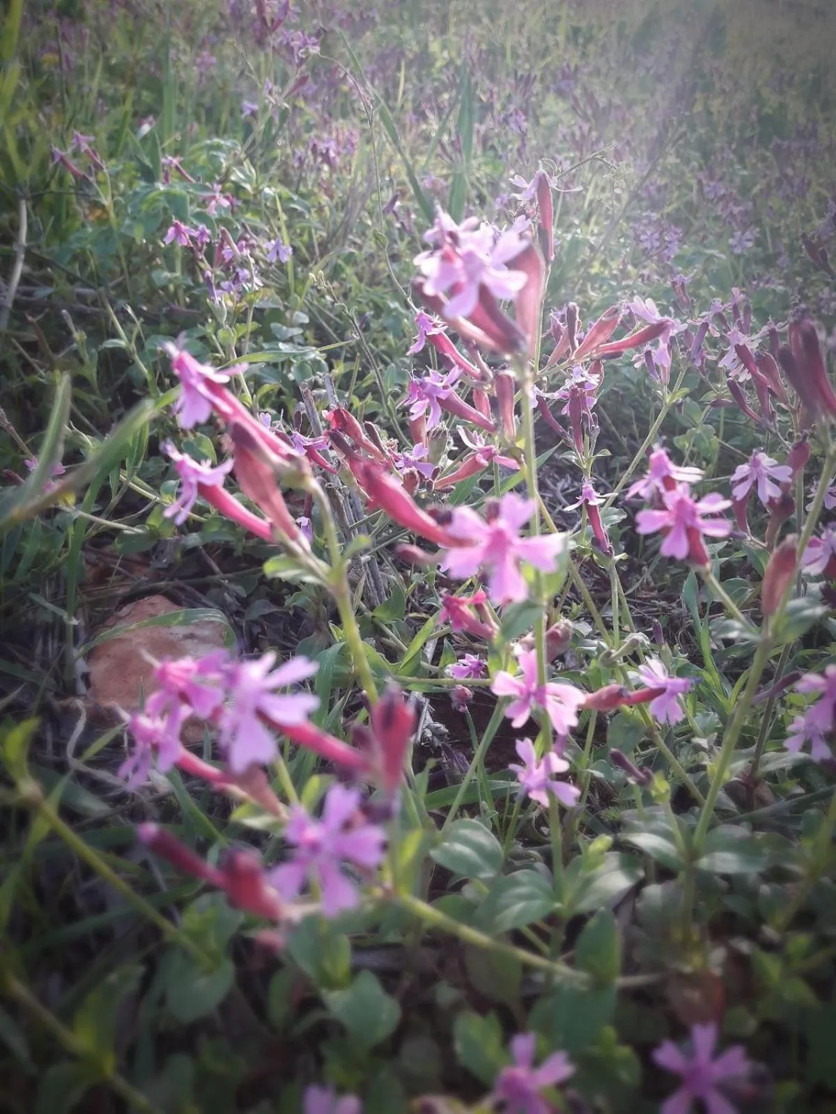 On site in Cabin In The View