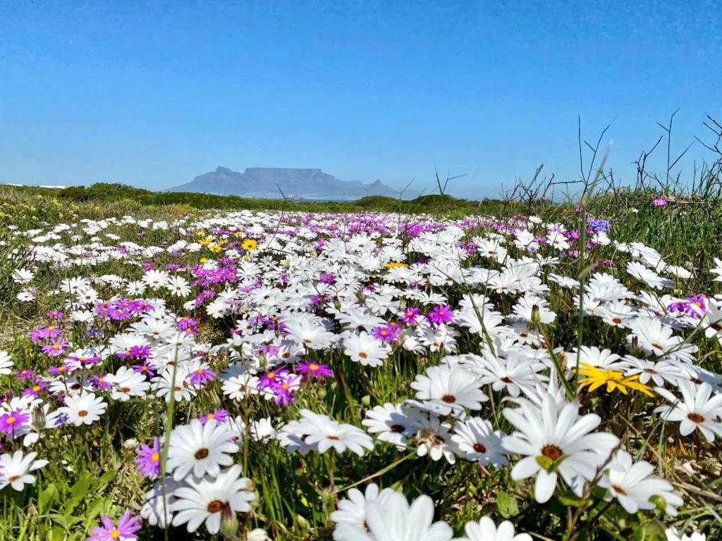 Natural landscape in Dolphin Inn Blouberg
