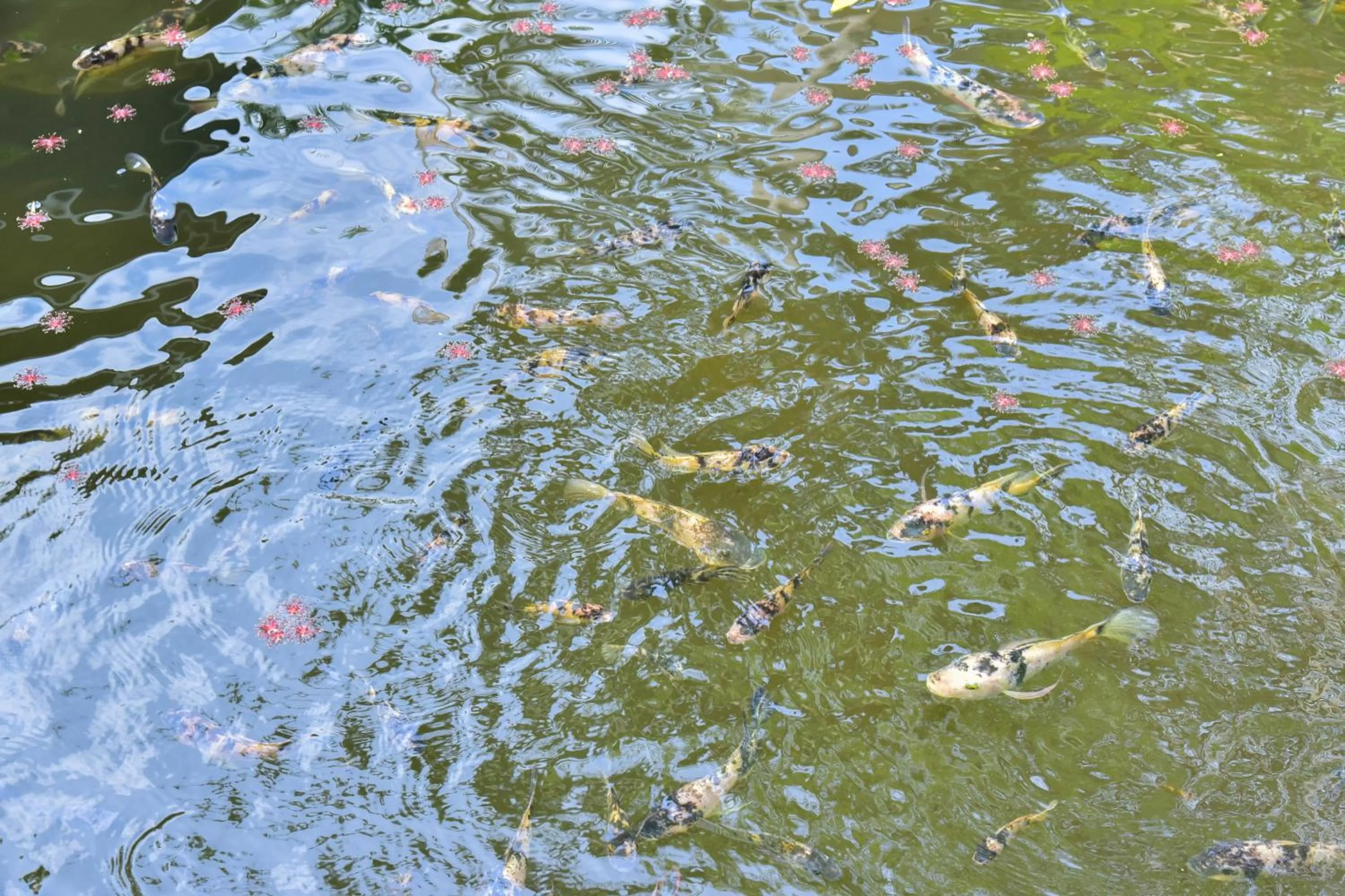 Natural landscape in Tanaosri Resort Pranburi