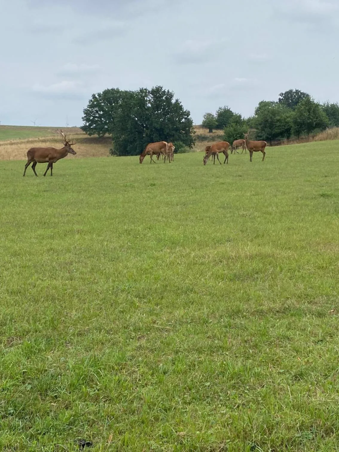 Animals in Vanilla Hof