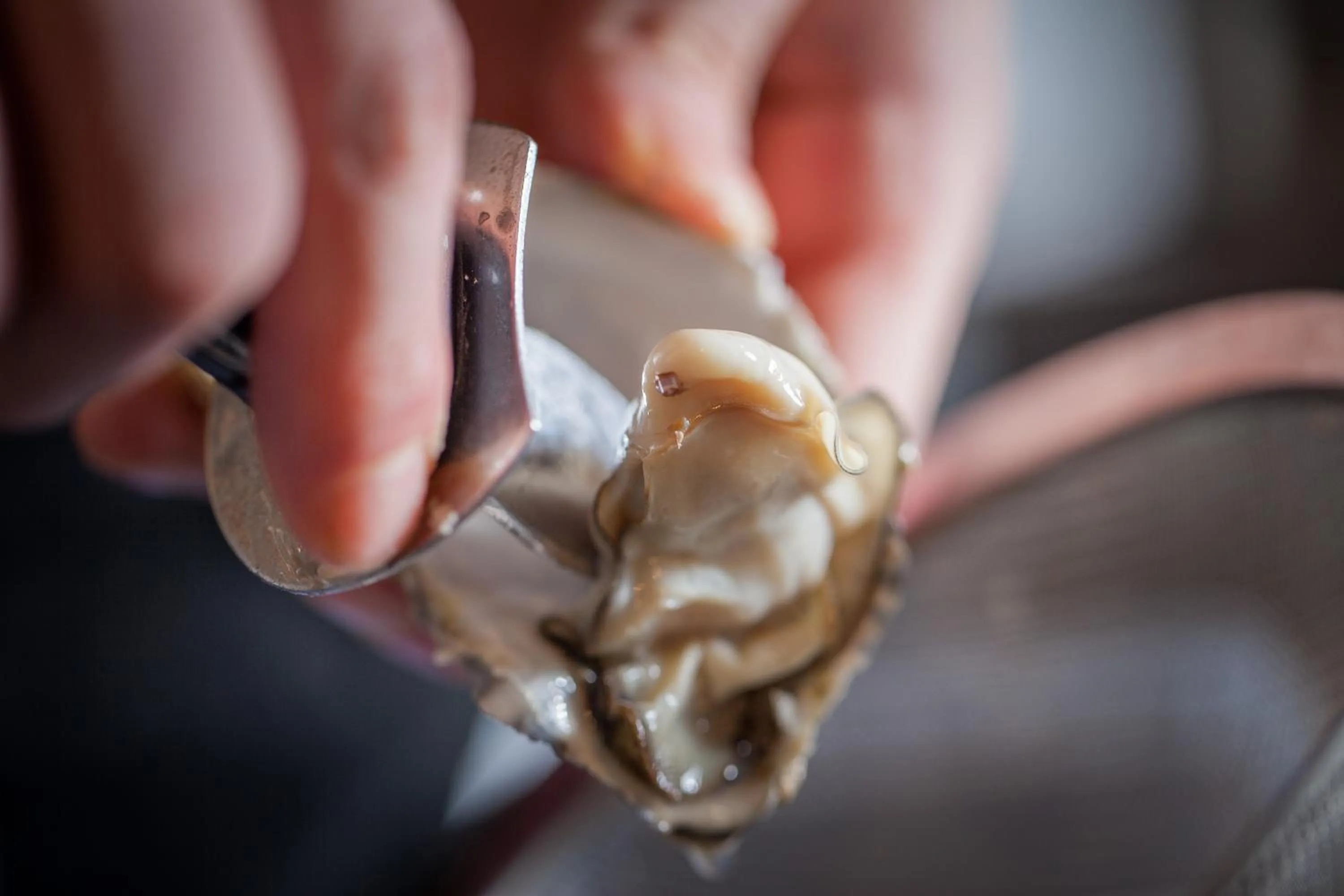 Food close-up in Steinhäuser Hof