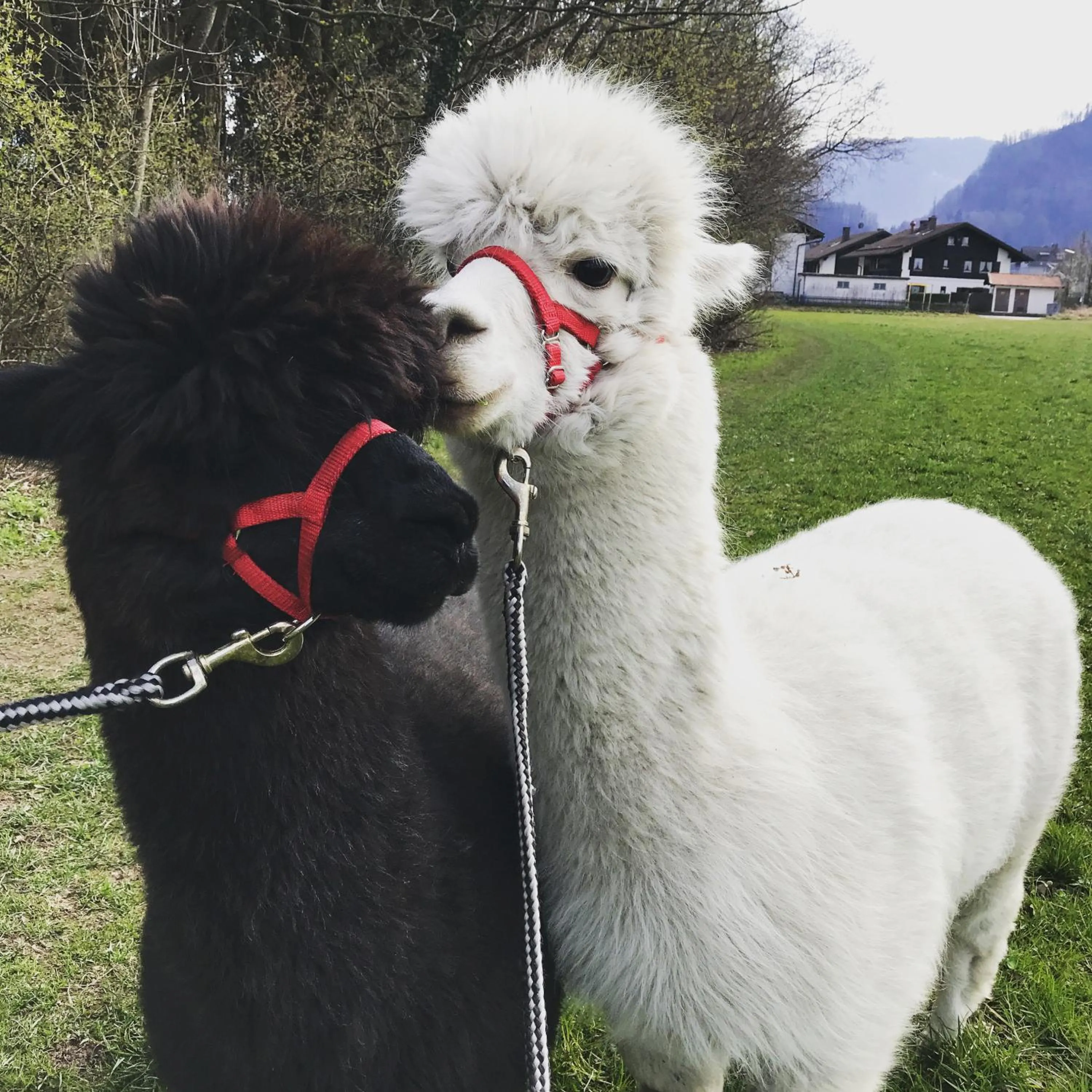 Animals in Sporthotel Wilder Kaiser