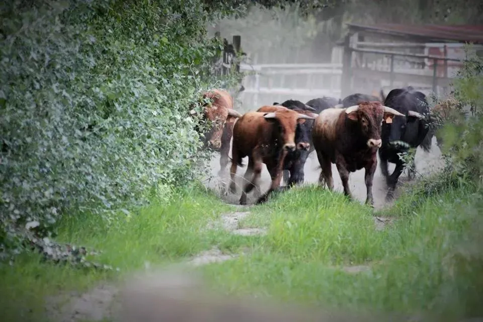 Property building in Mas d'Auzières
