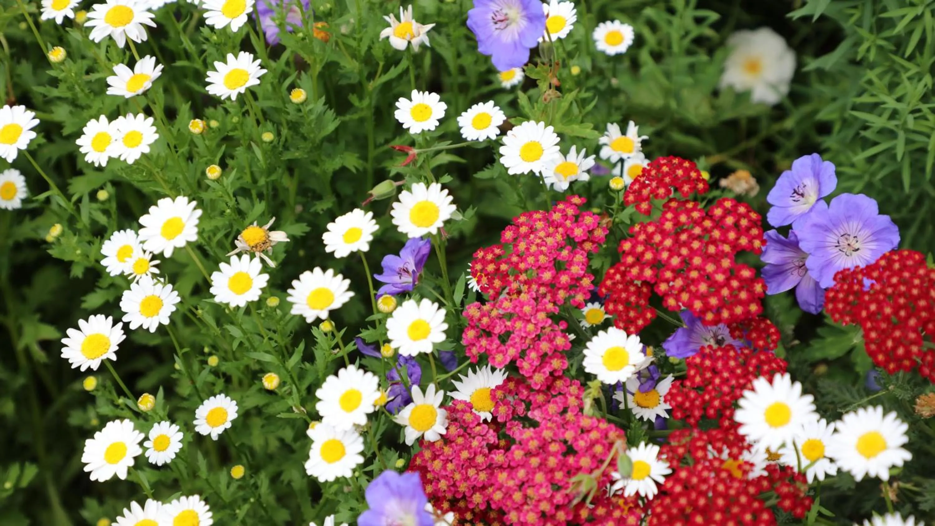 Bk's Counties Motor Lodge