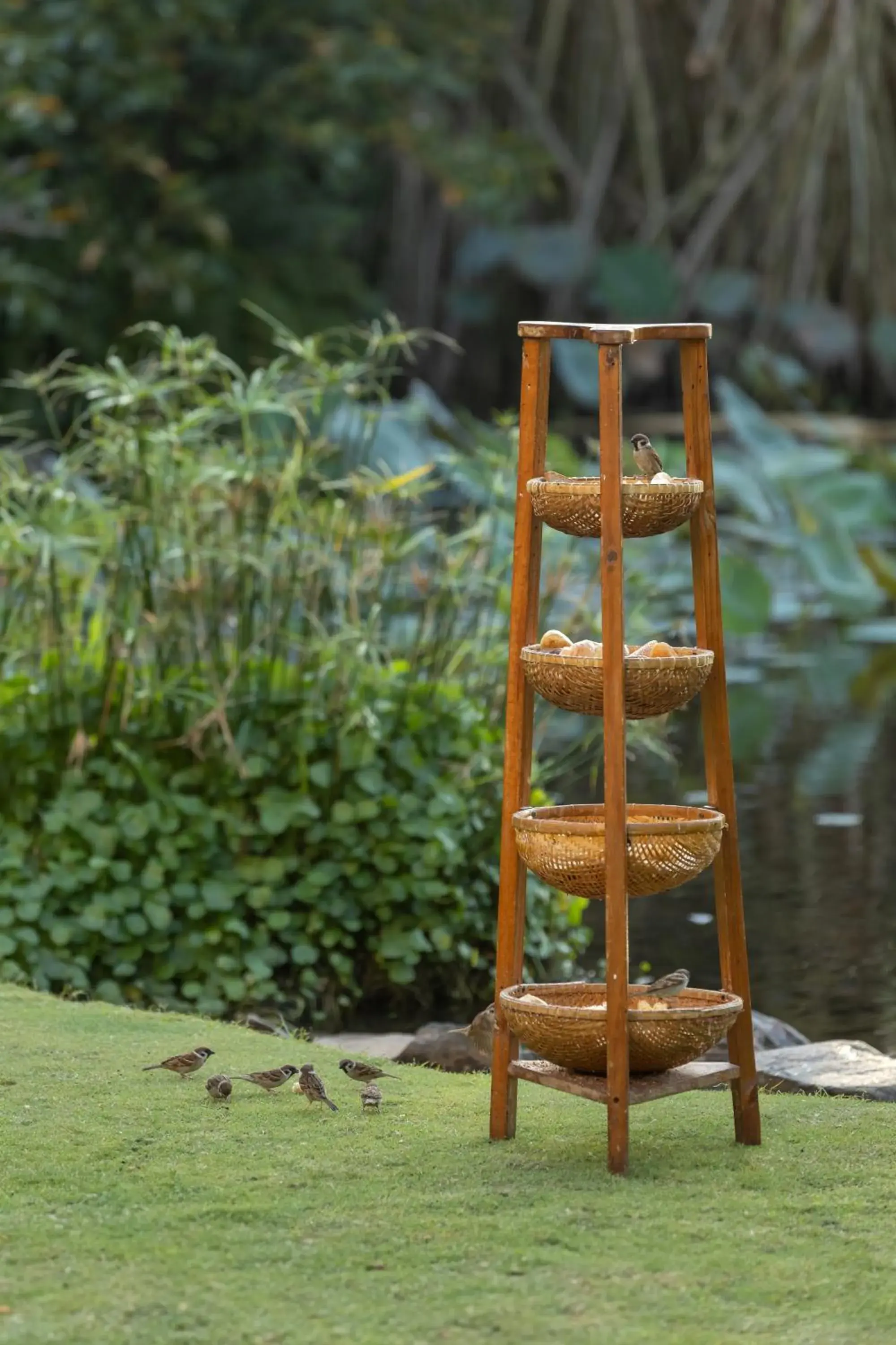 Garden view in Anantara Mui Ne Resort Garden view in Anantara Mui Ne Resort