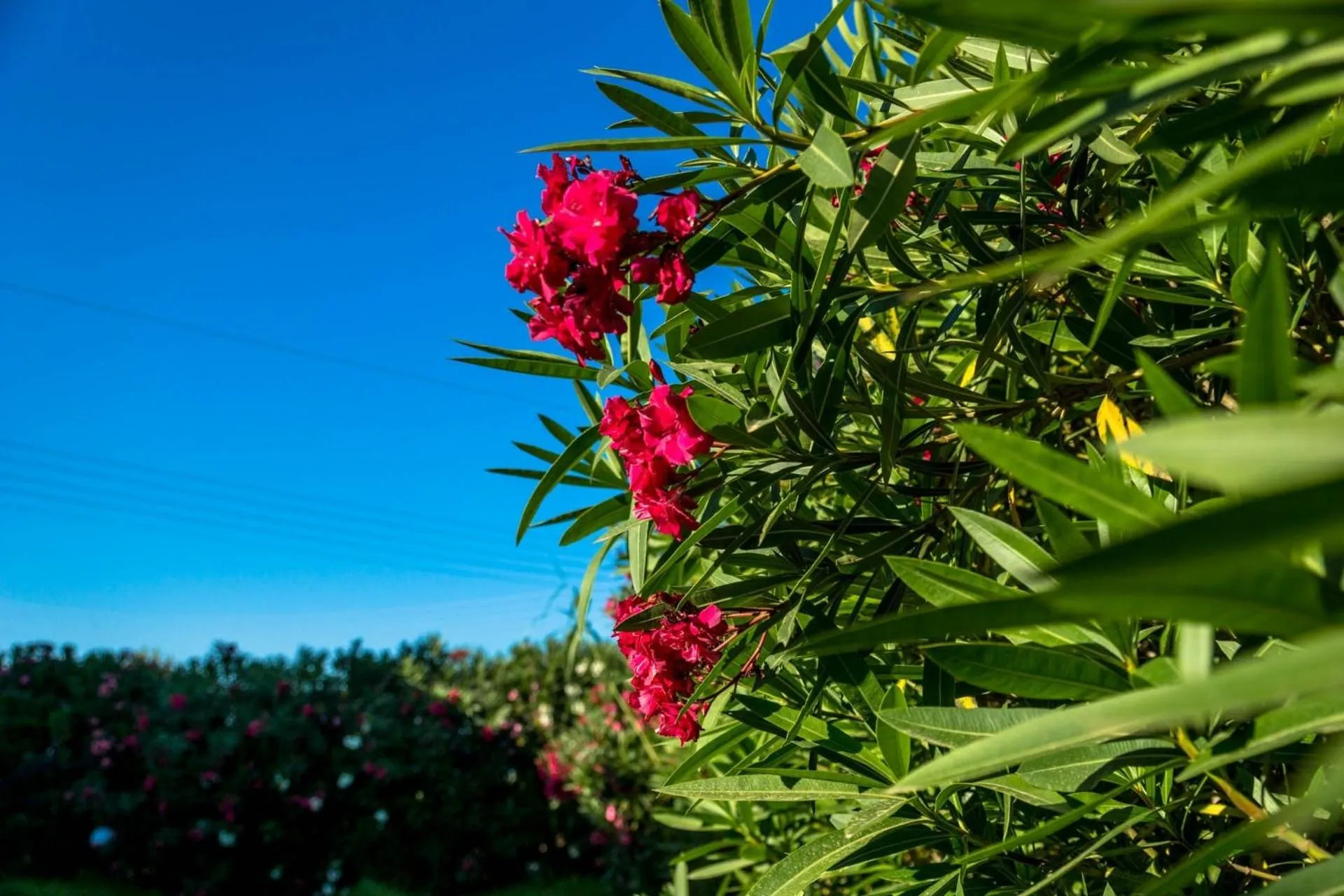 Garden in Studios Petra