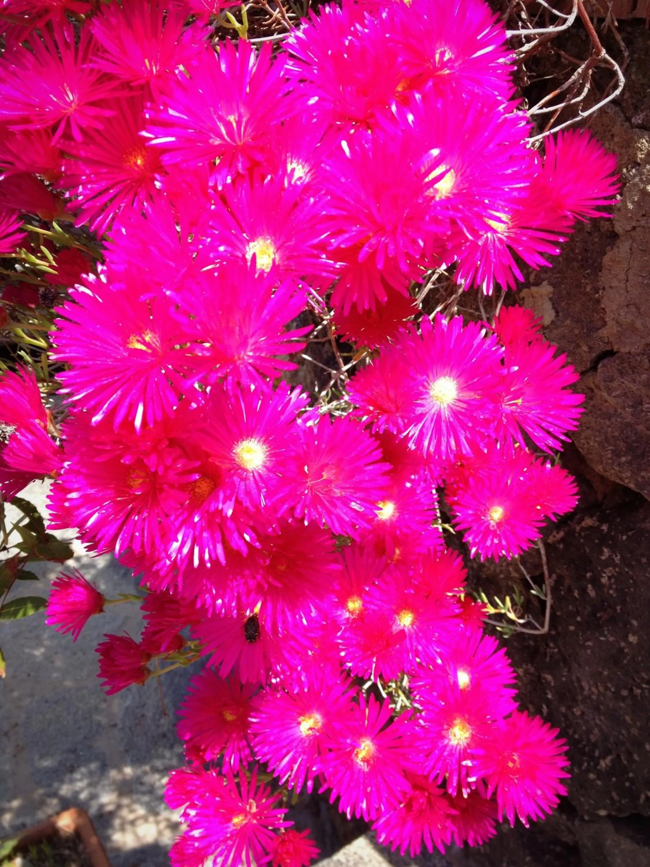 Garden in Hotel Myage