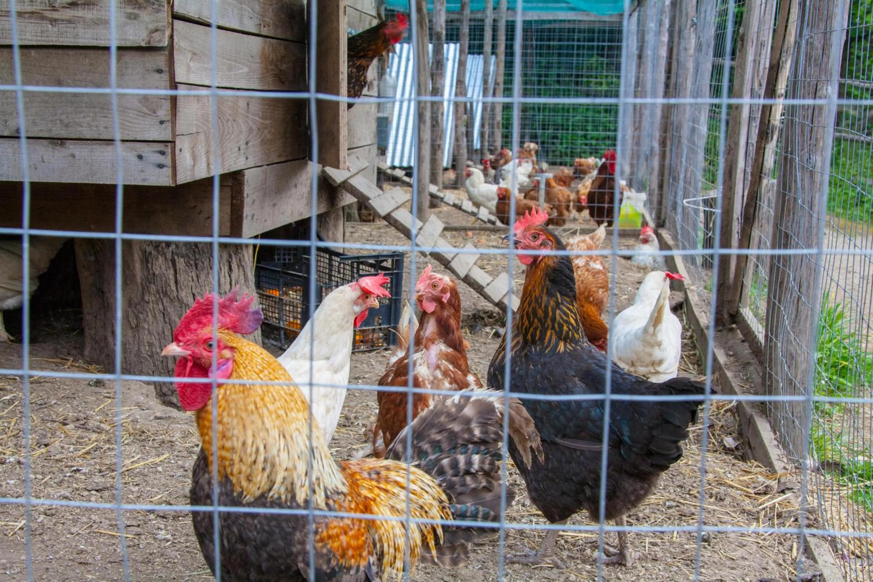 Pets in Agriturismo La Casa Del Ghiro