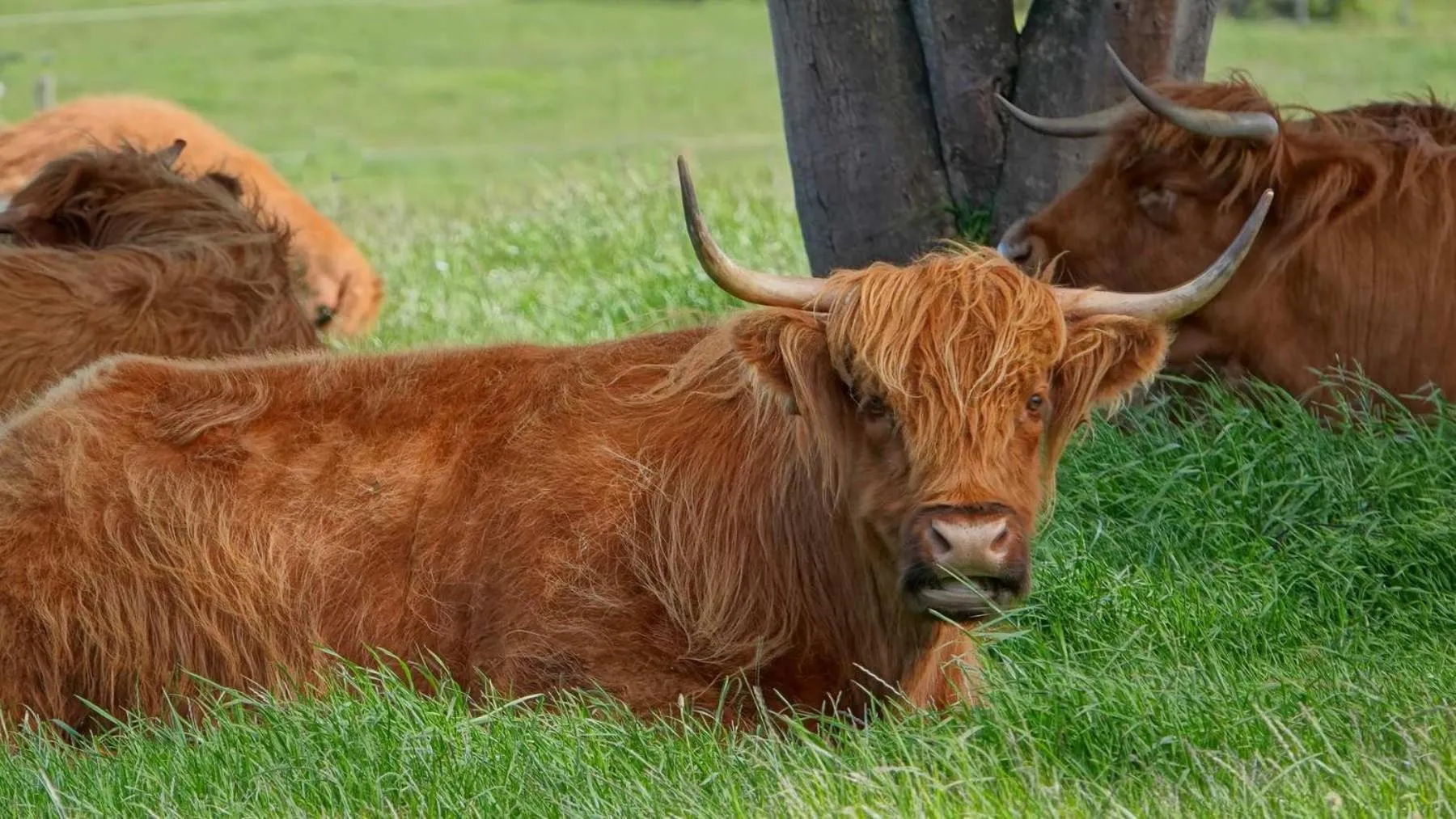 Animals in Glencoe Country Bed and Breakfast