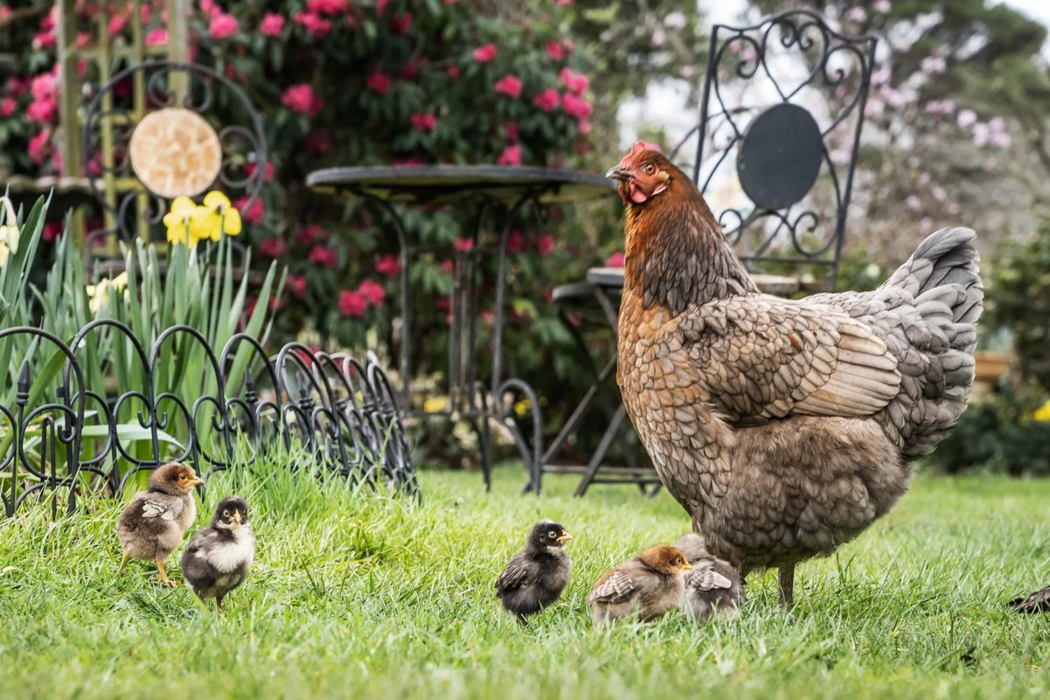 Garden in Glencoe Country Bed and Breakfast