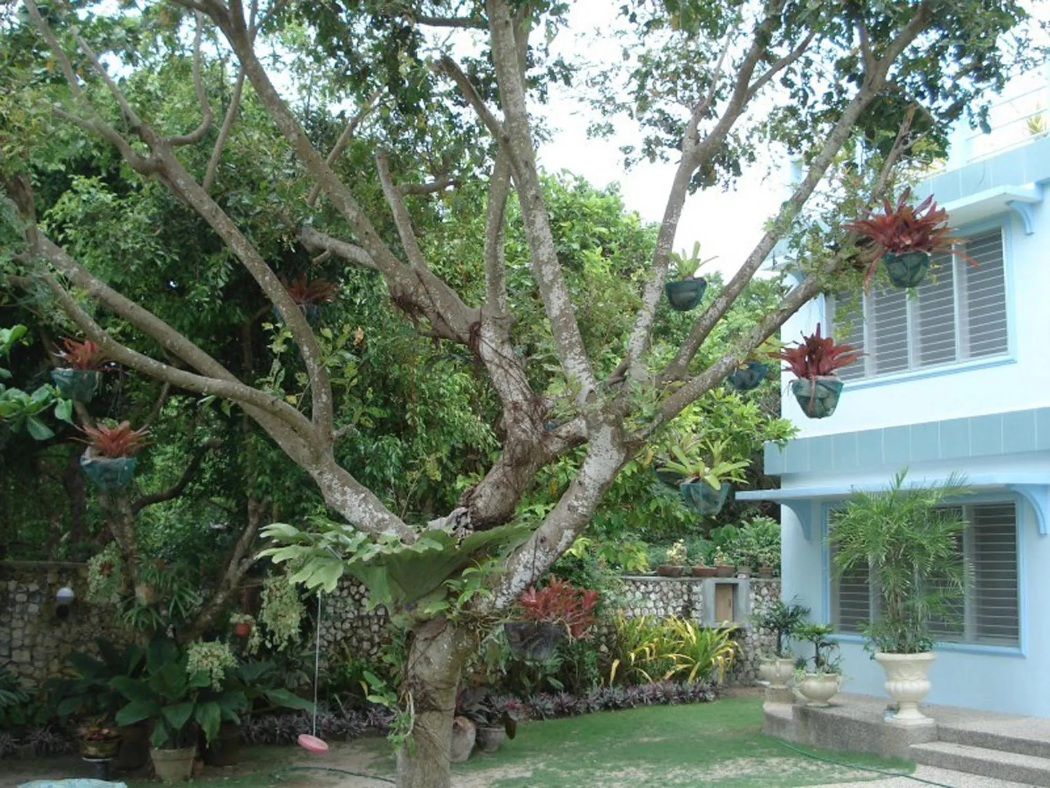 Garden in High Steps Pension