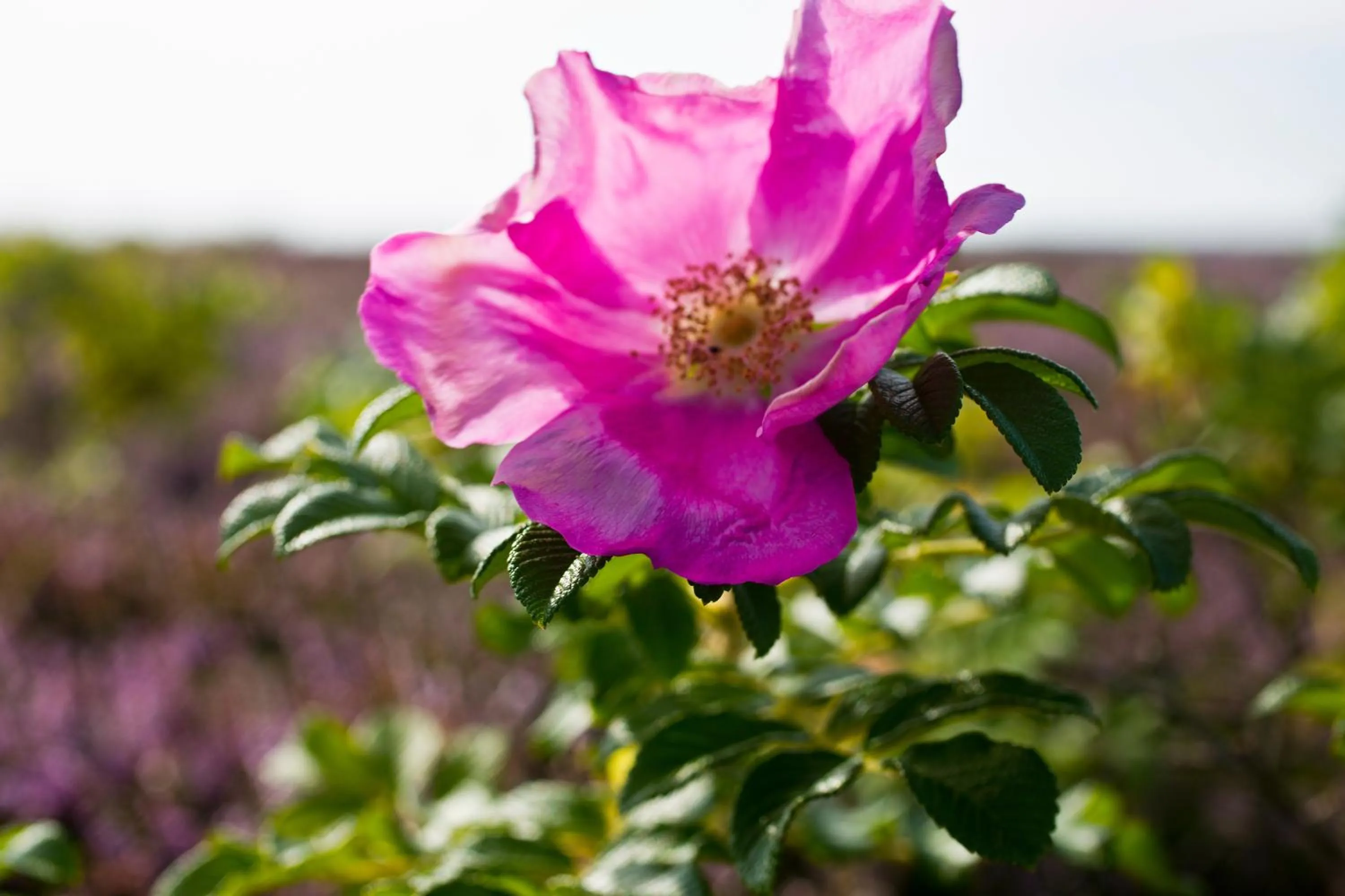 Beach in Gl. Brydegaard