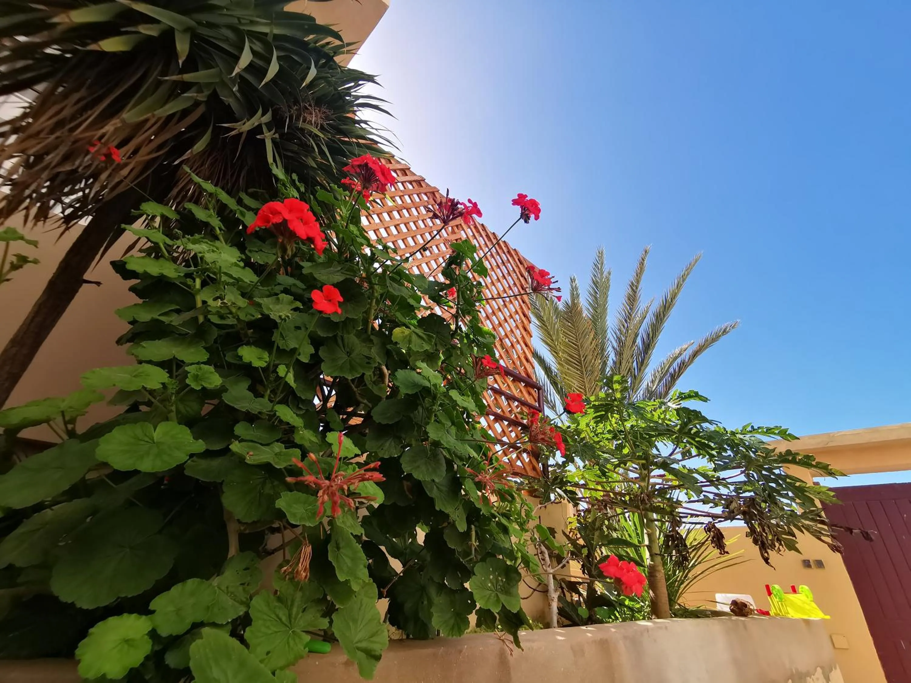 Garden in Travel Surf Morocco