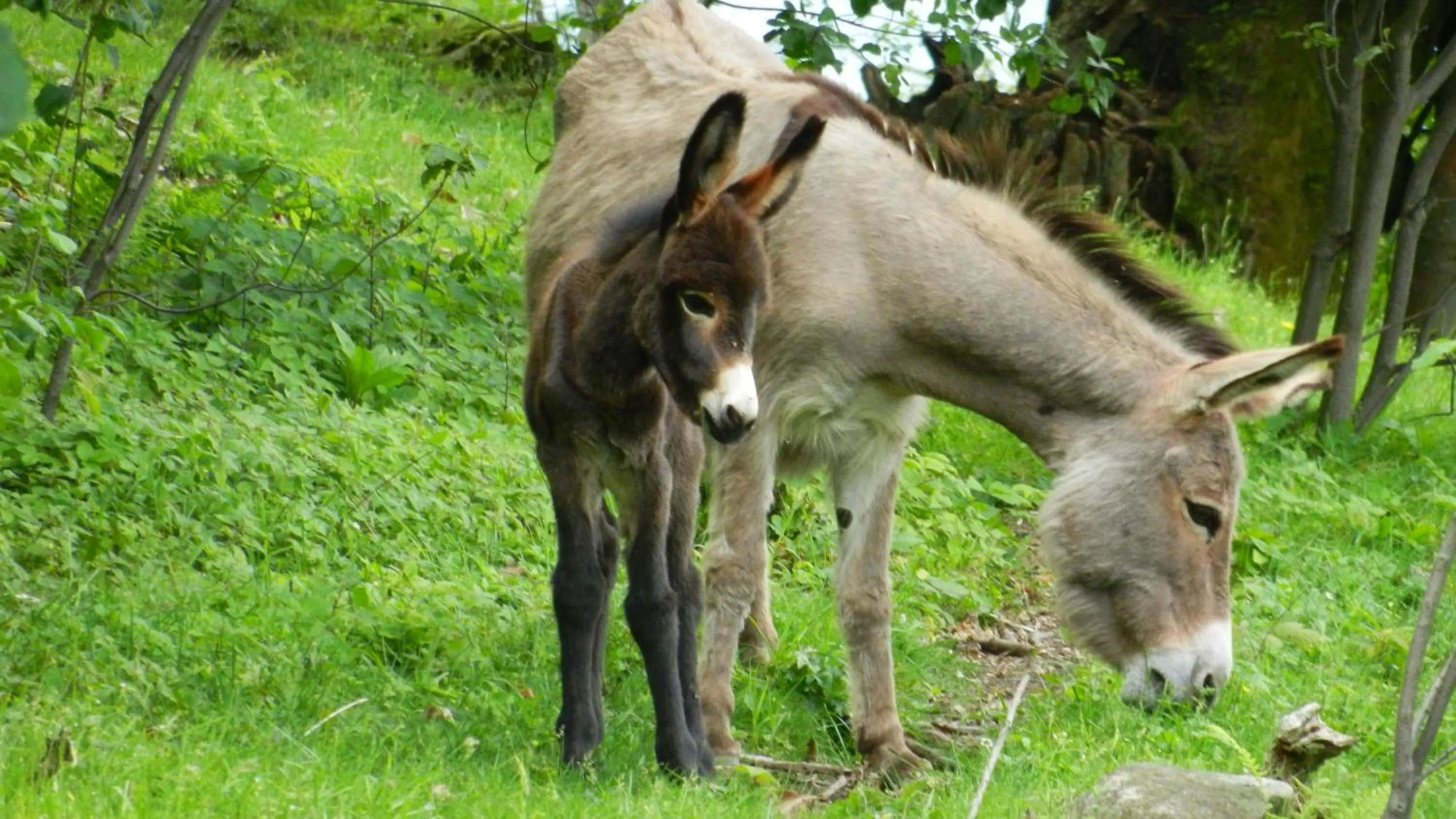 Pets in Hotel La Campagnola - Green Energy Resort