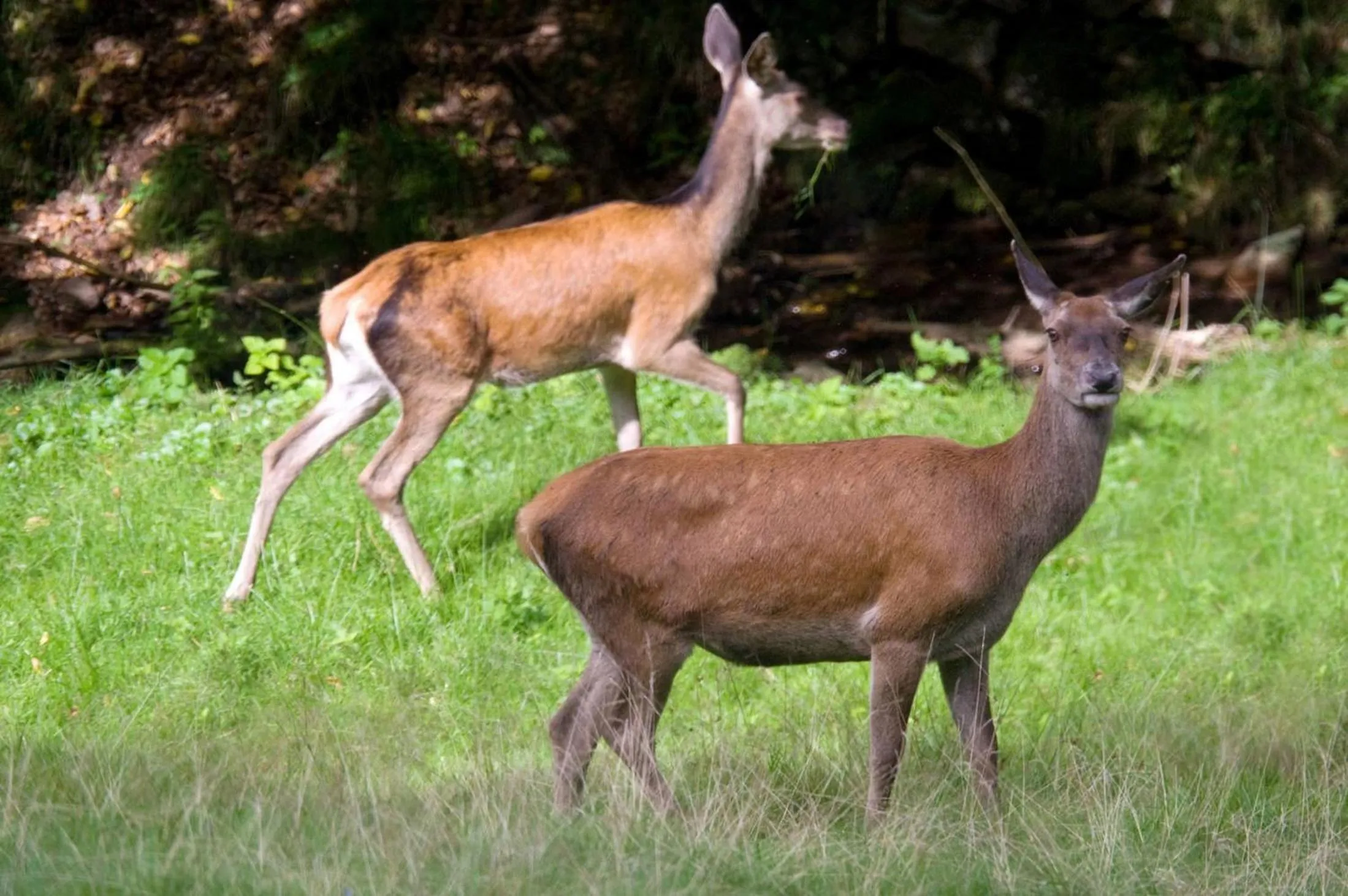 Natural landscape in Nashira Kurpark Hotel