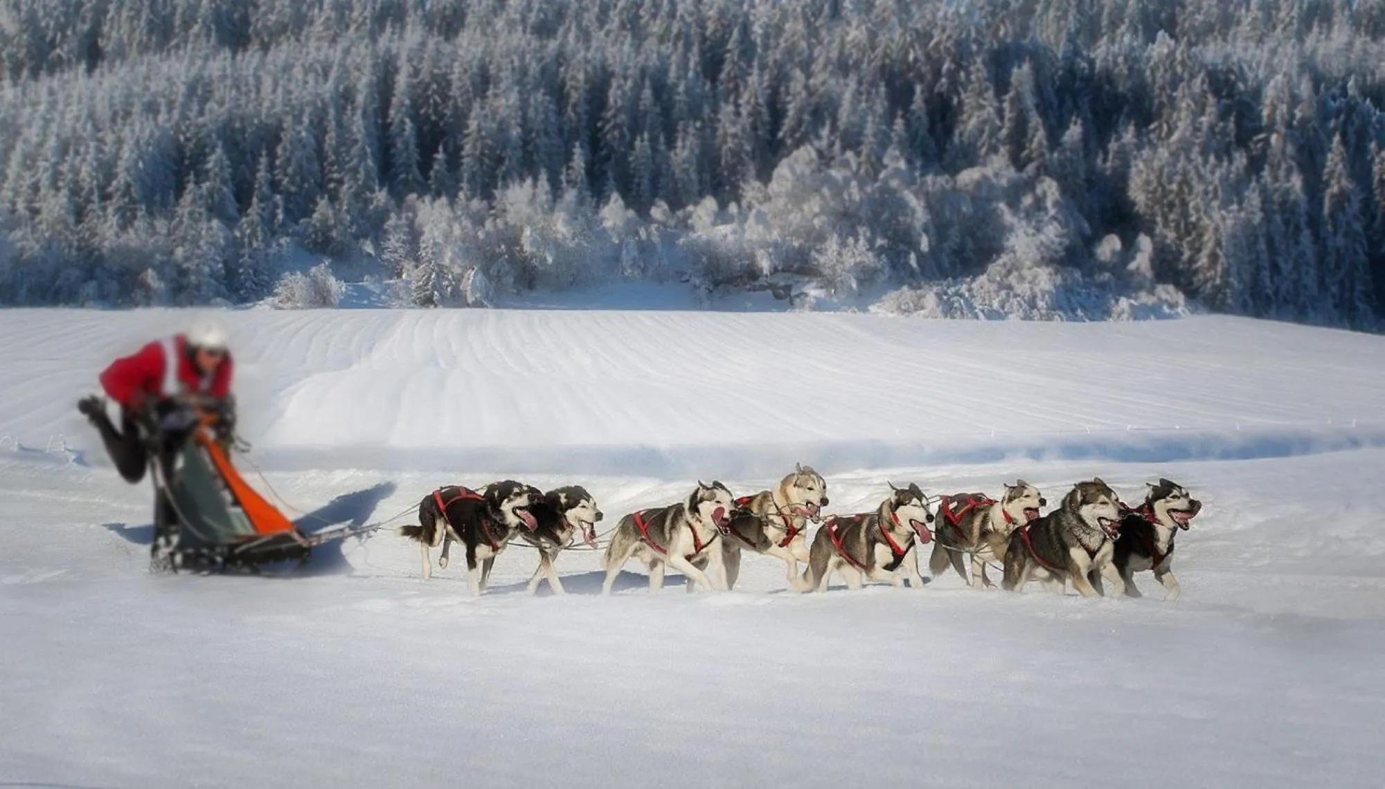 Animals in Nashira Kurpark Hotel