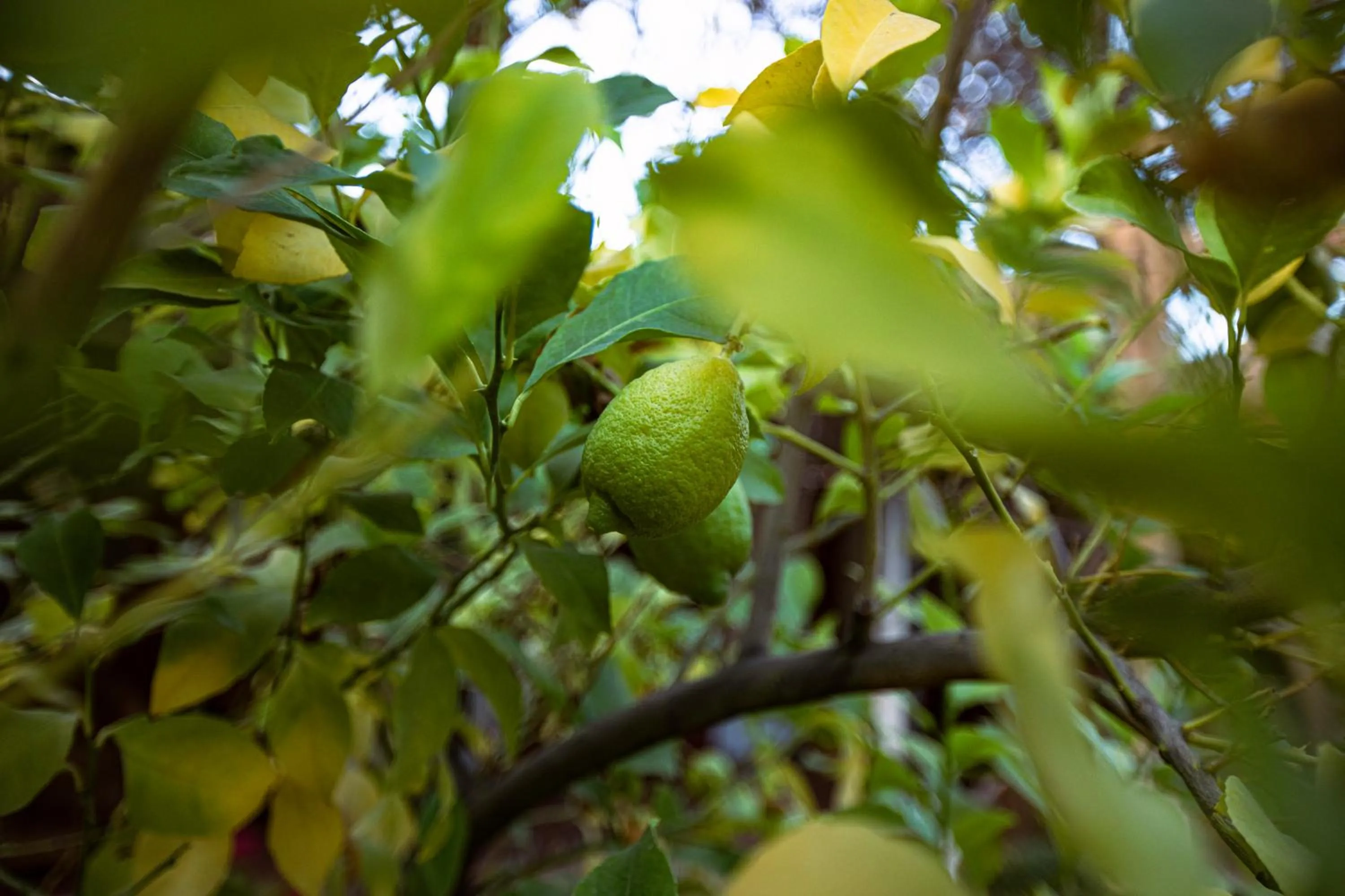 Garden in Casona El Resguardo