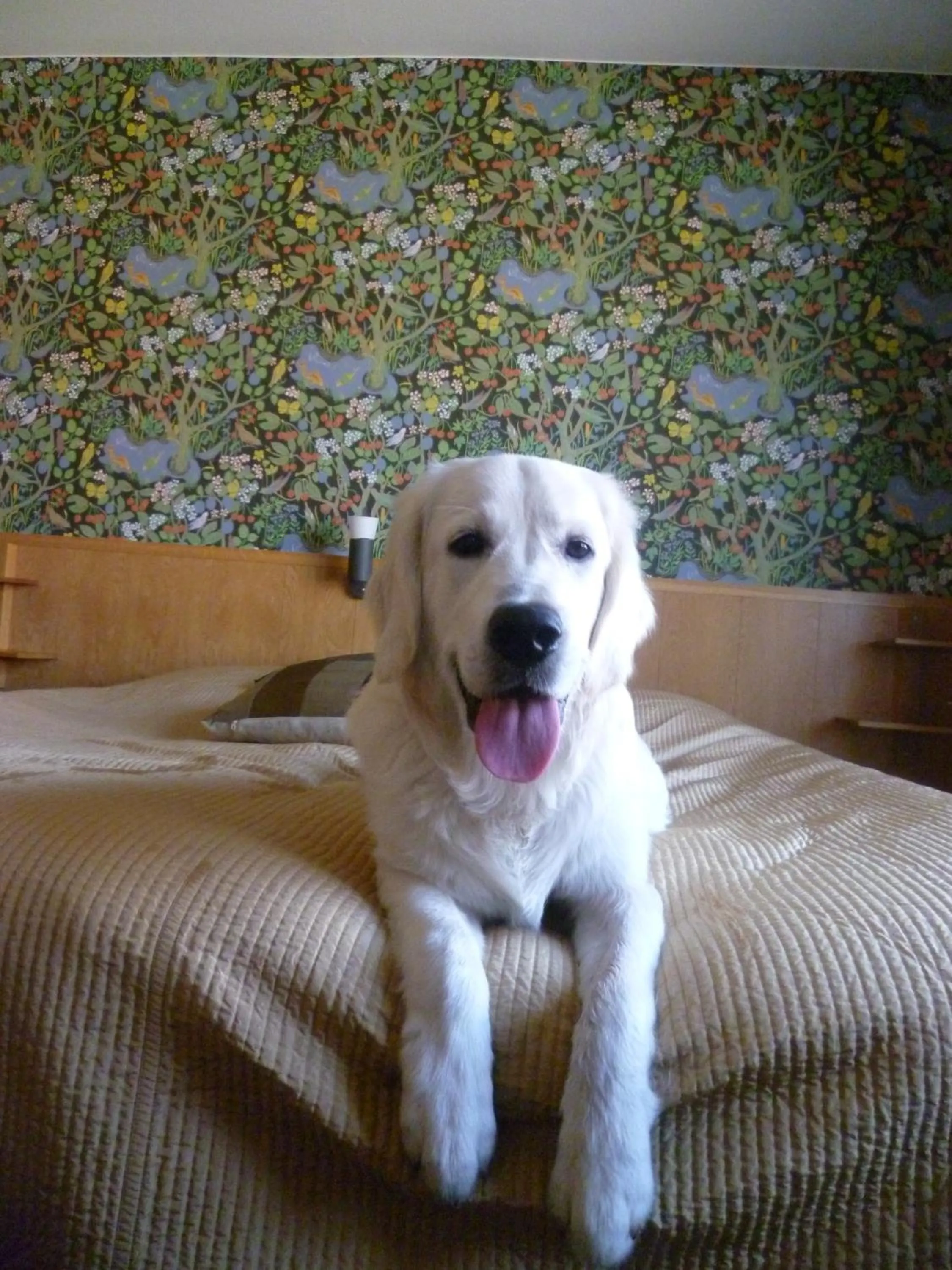 Pets in Sankt Olof Hotell & Krog