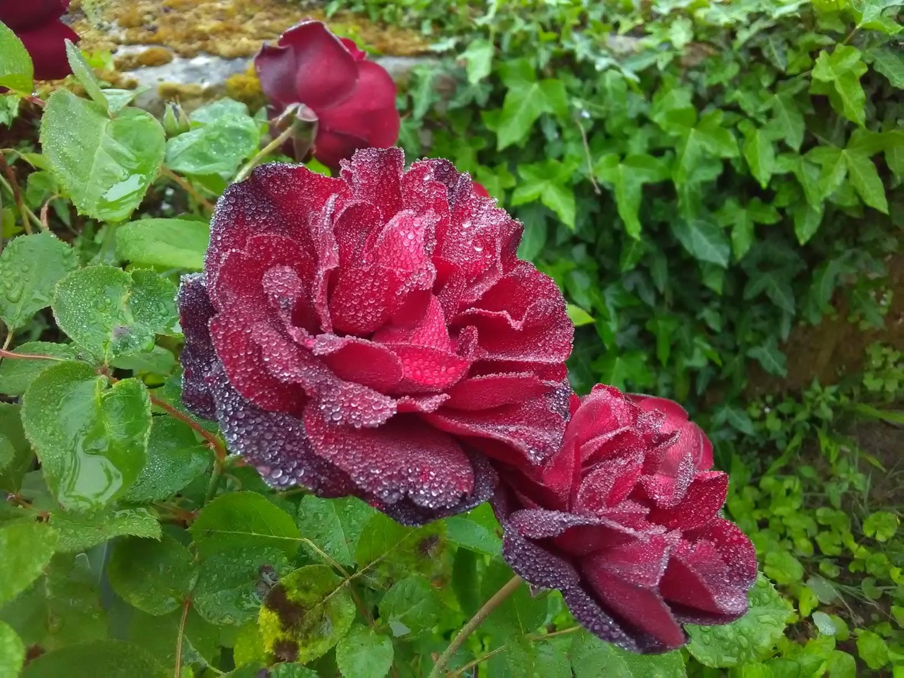 Garden view in Rue du Château