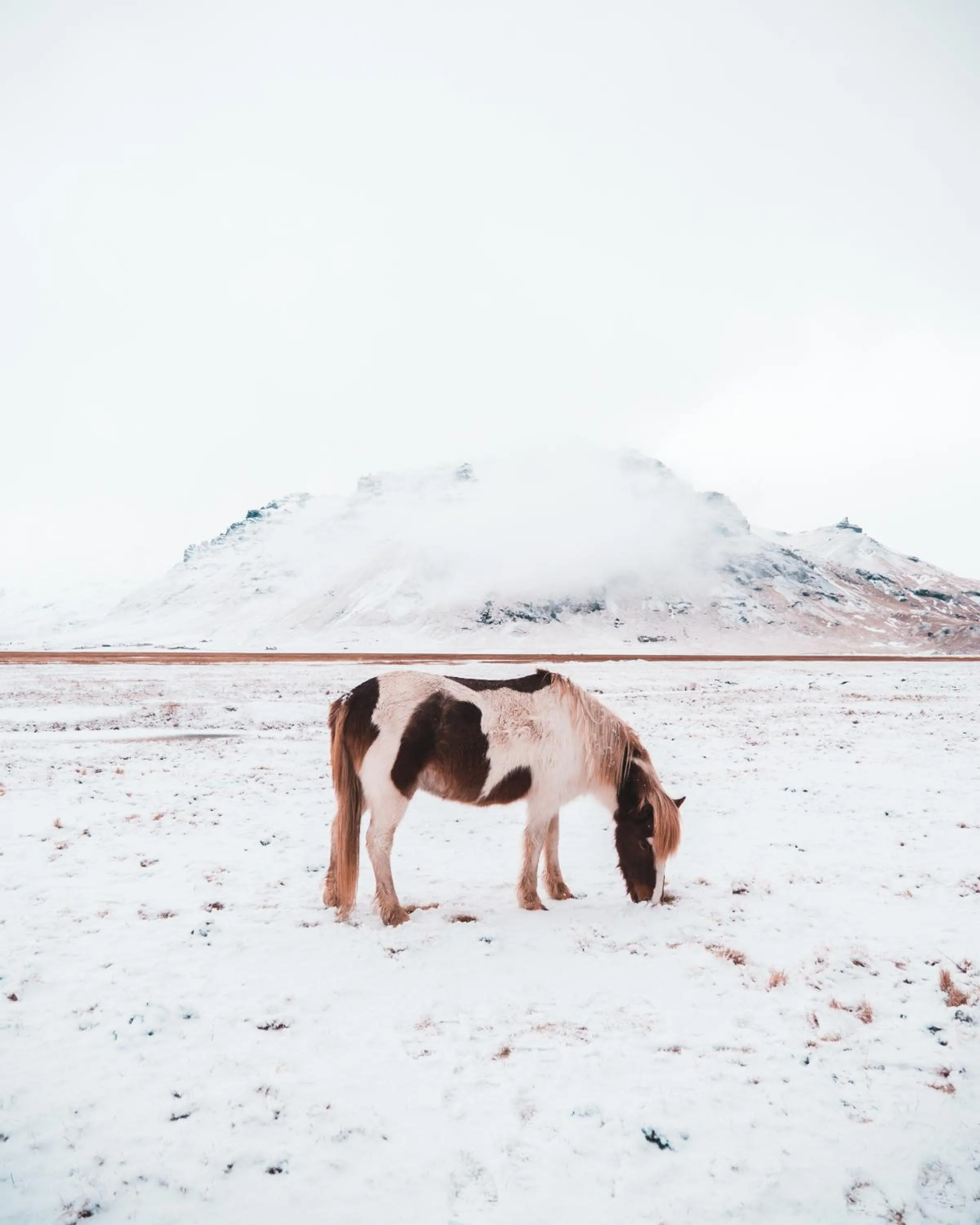 Animals in Umi Hotel