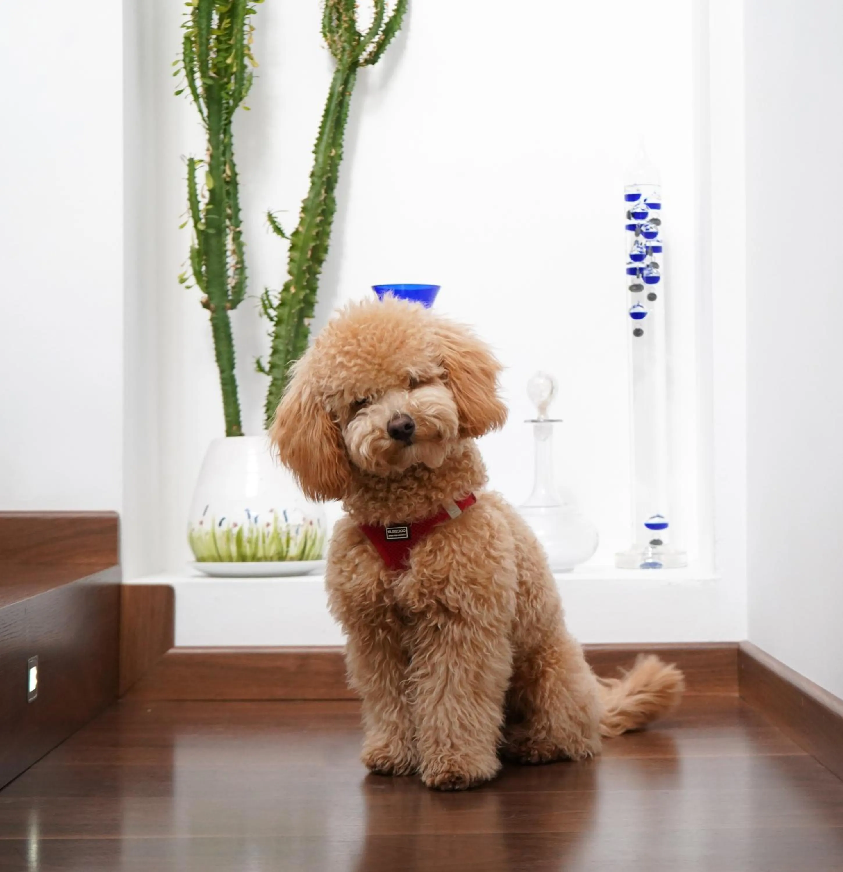 Pets in Mardenit Hotel Boutique