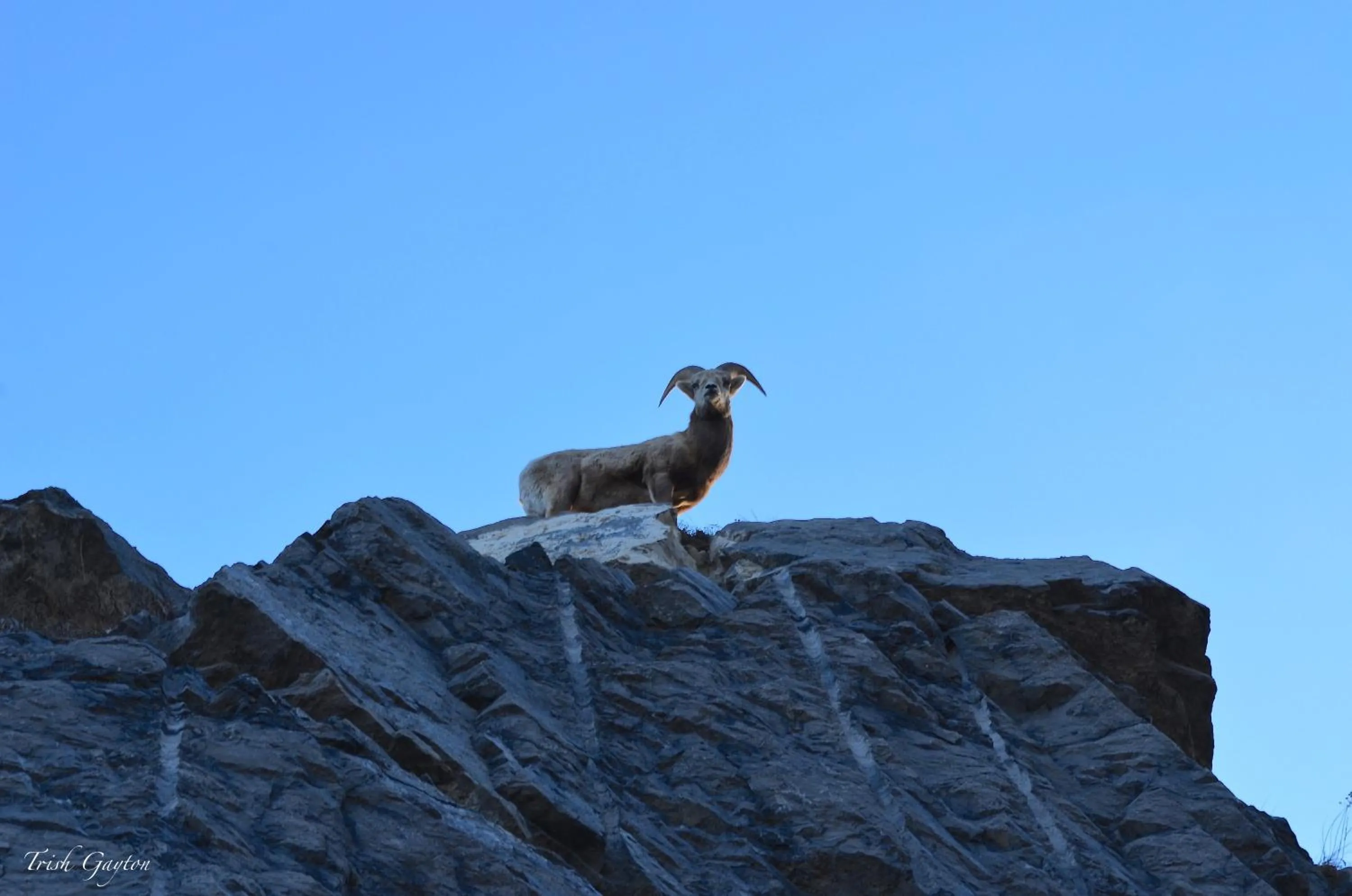 Animals in Sunset Mountain Inn
