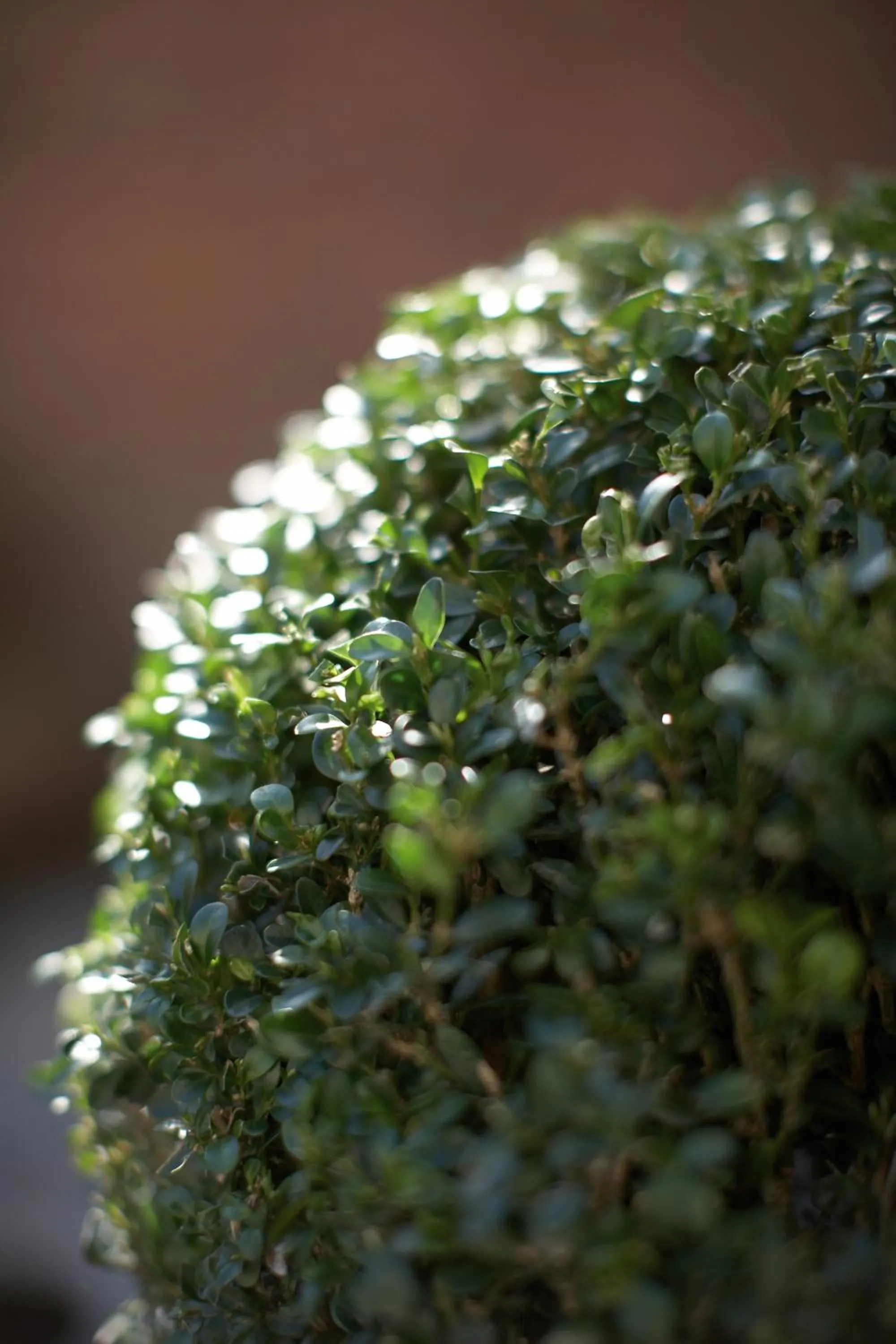 Garden in B&B Asinello