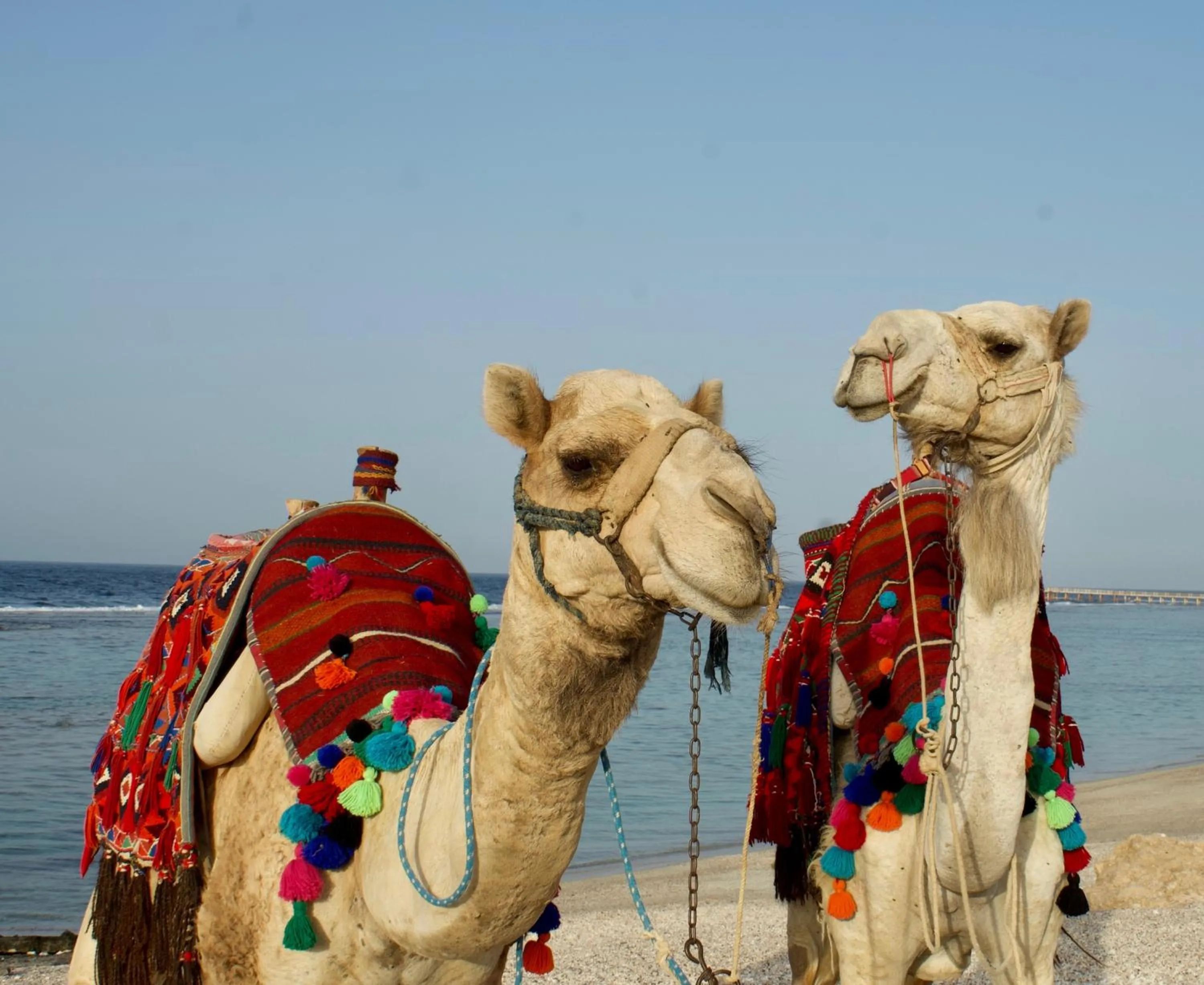 Horse-riding in Radisson Blu Resort El Quseir